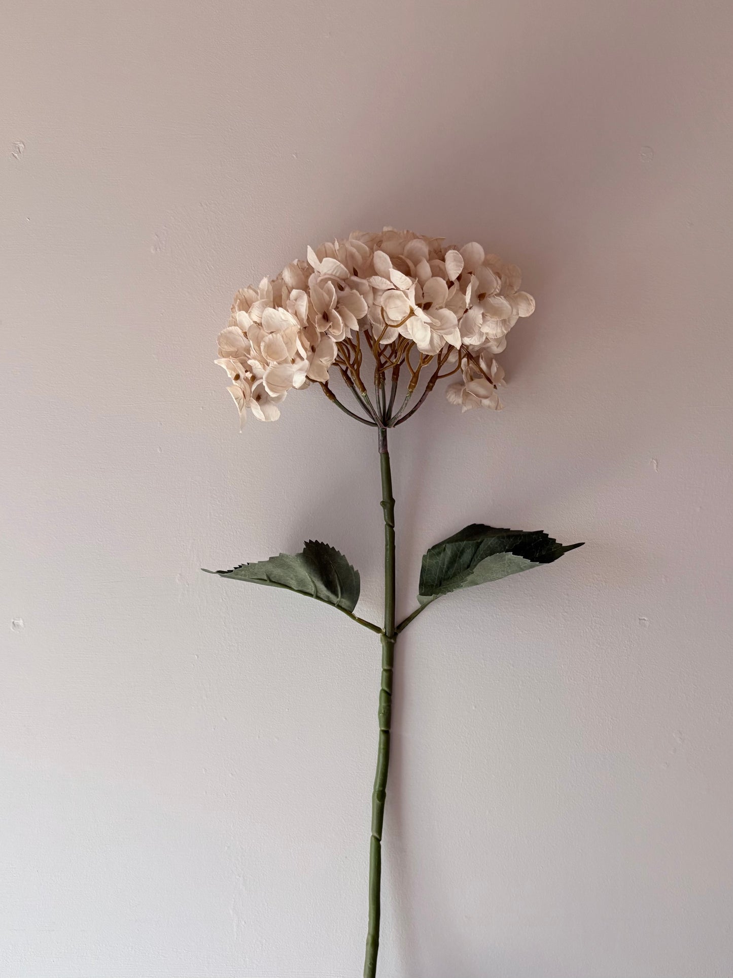 Cassandra Hydrangea Cream