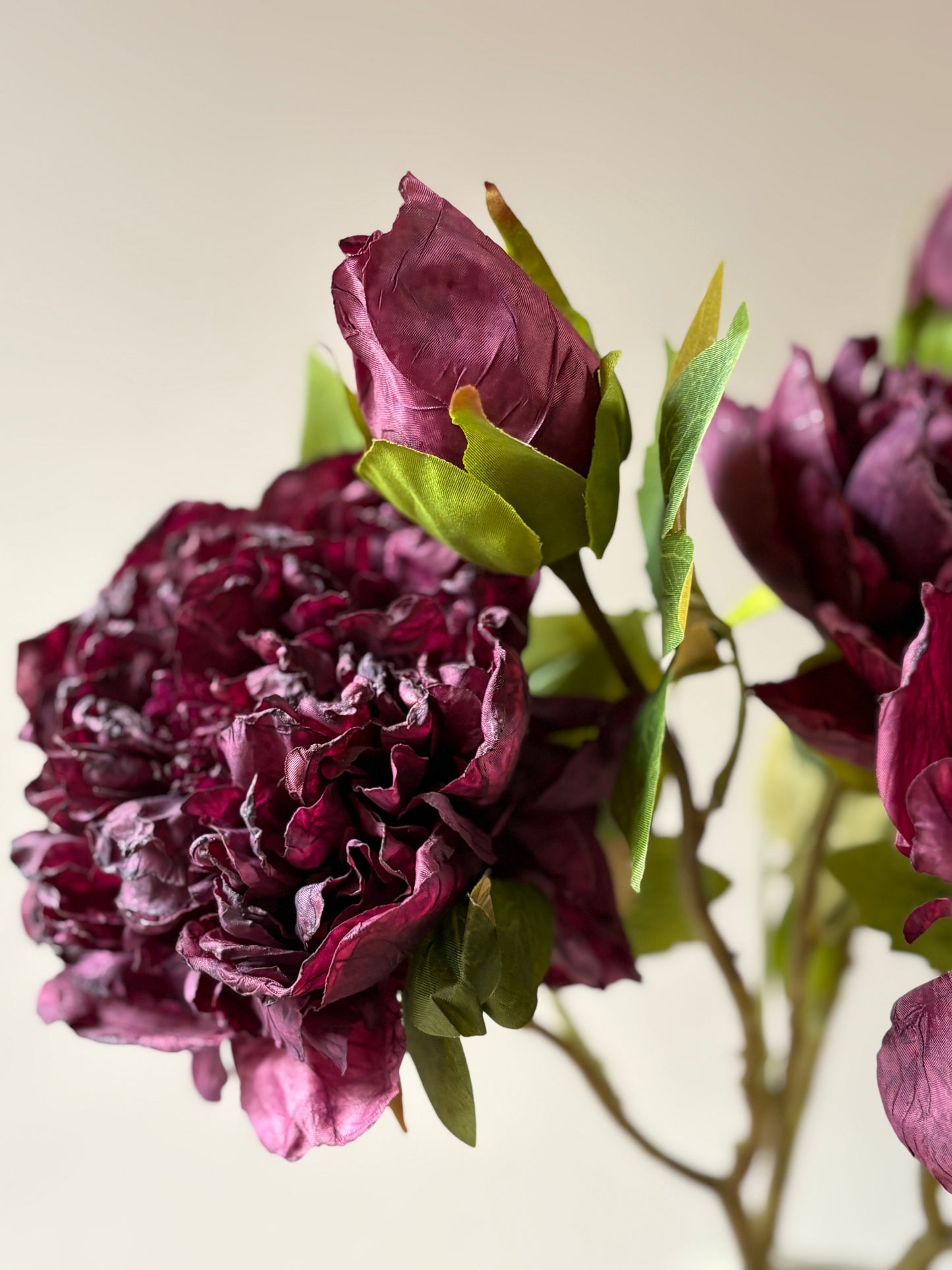 Full Bloom Double Peony in Mulberry