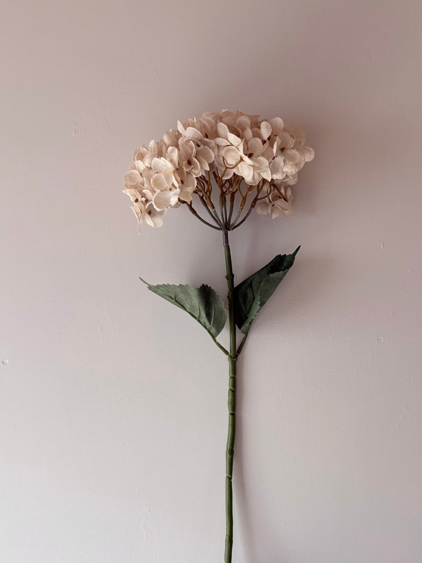 Cassandra Hydrangea Cream