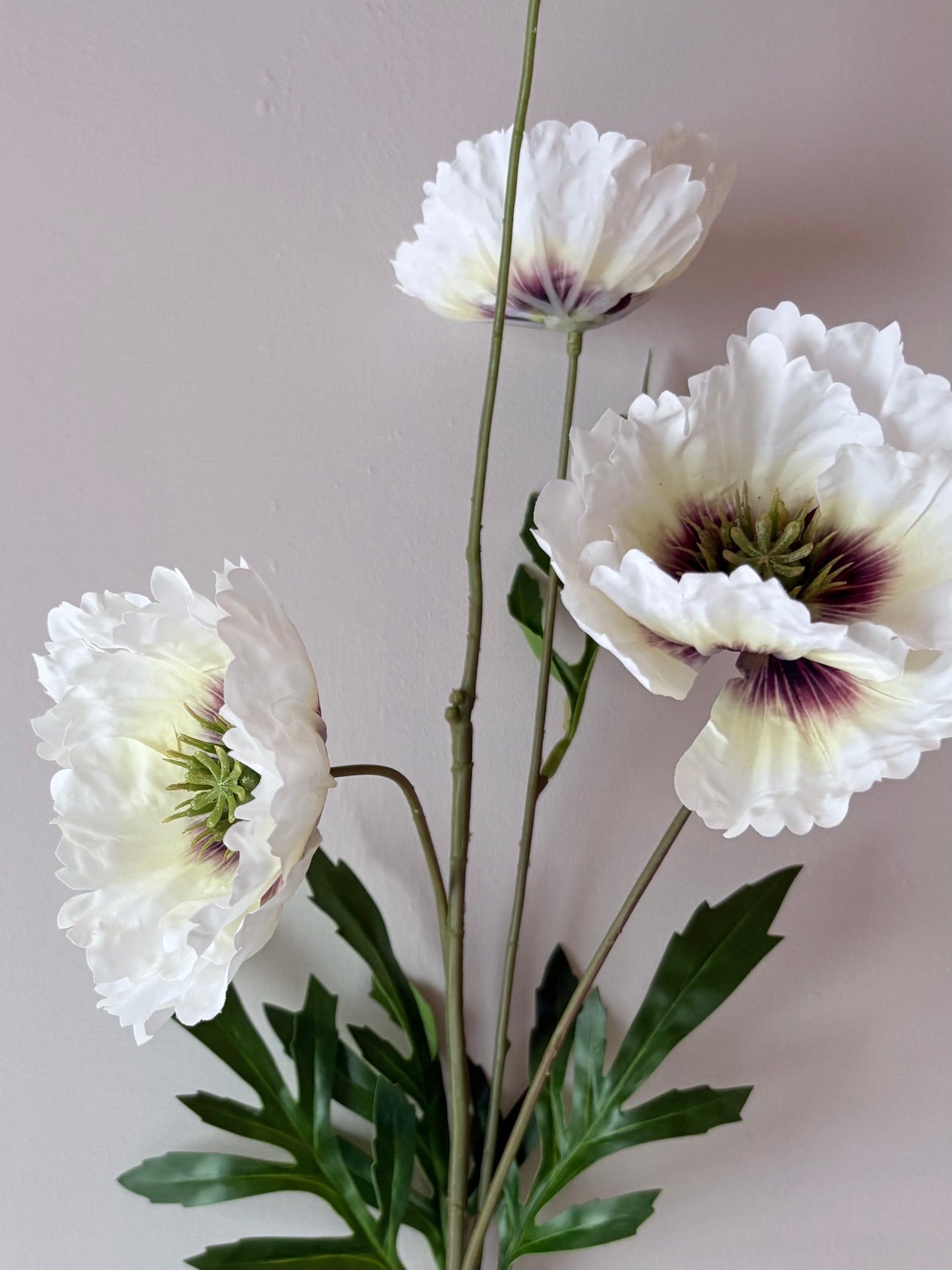 Country Poppy White- Aubergine