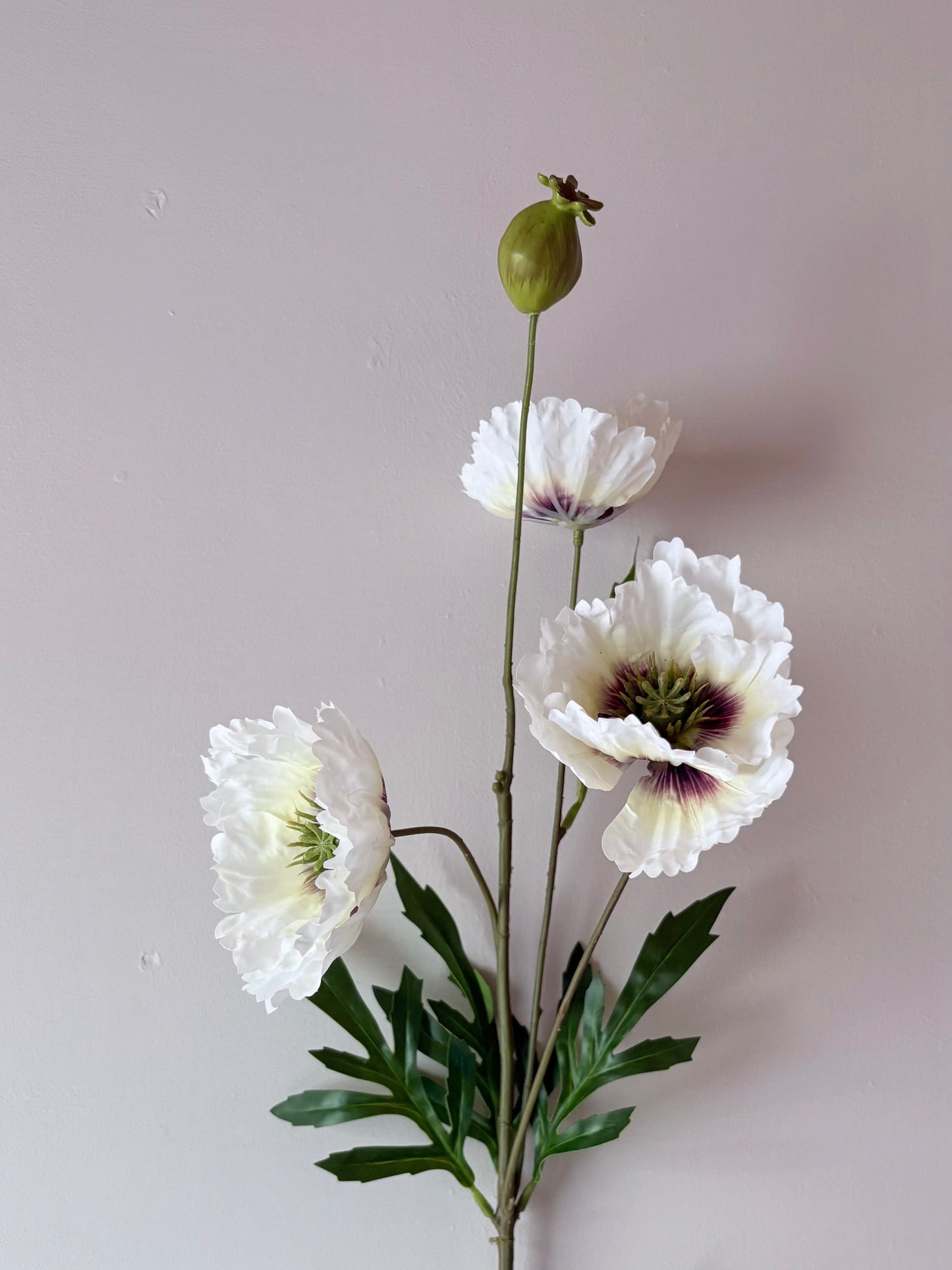 Country Poppy White- Aubergine