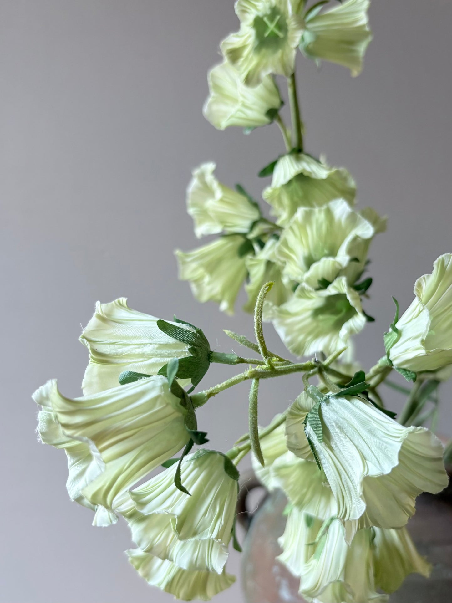 Canterberry Bells - Soft Lime