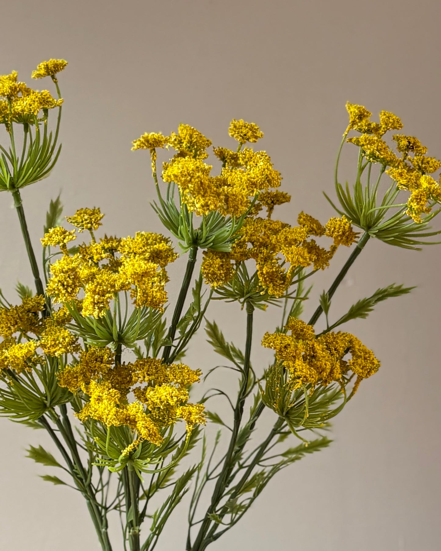Cow Parsley Yellow