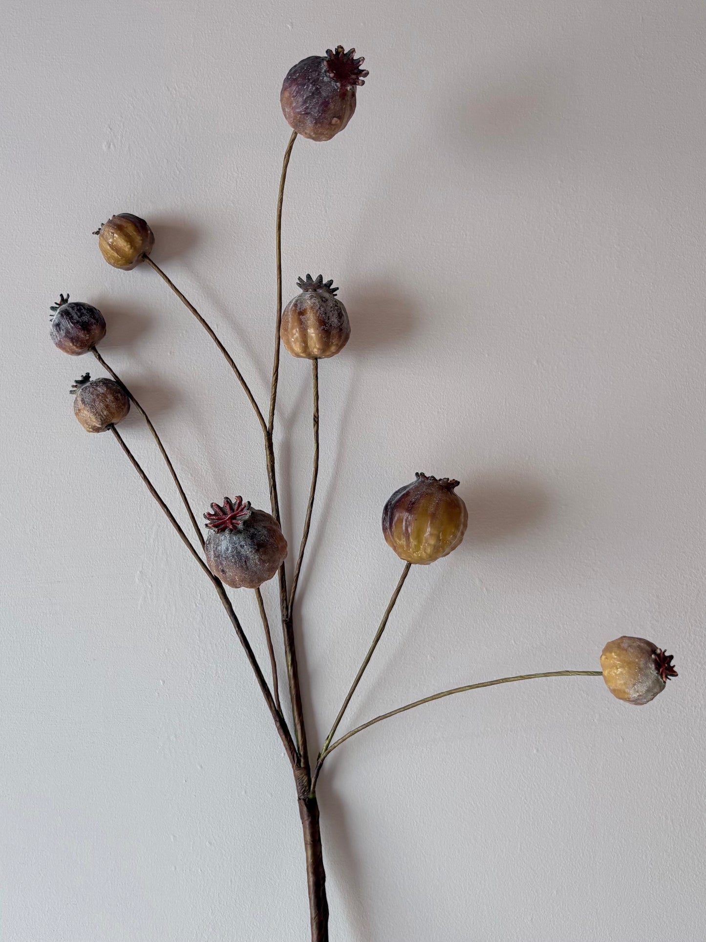 Poppy Seed Head - Brown