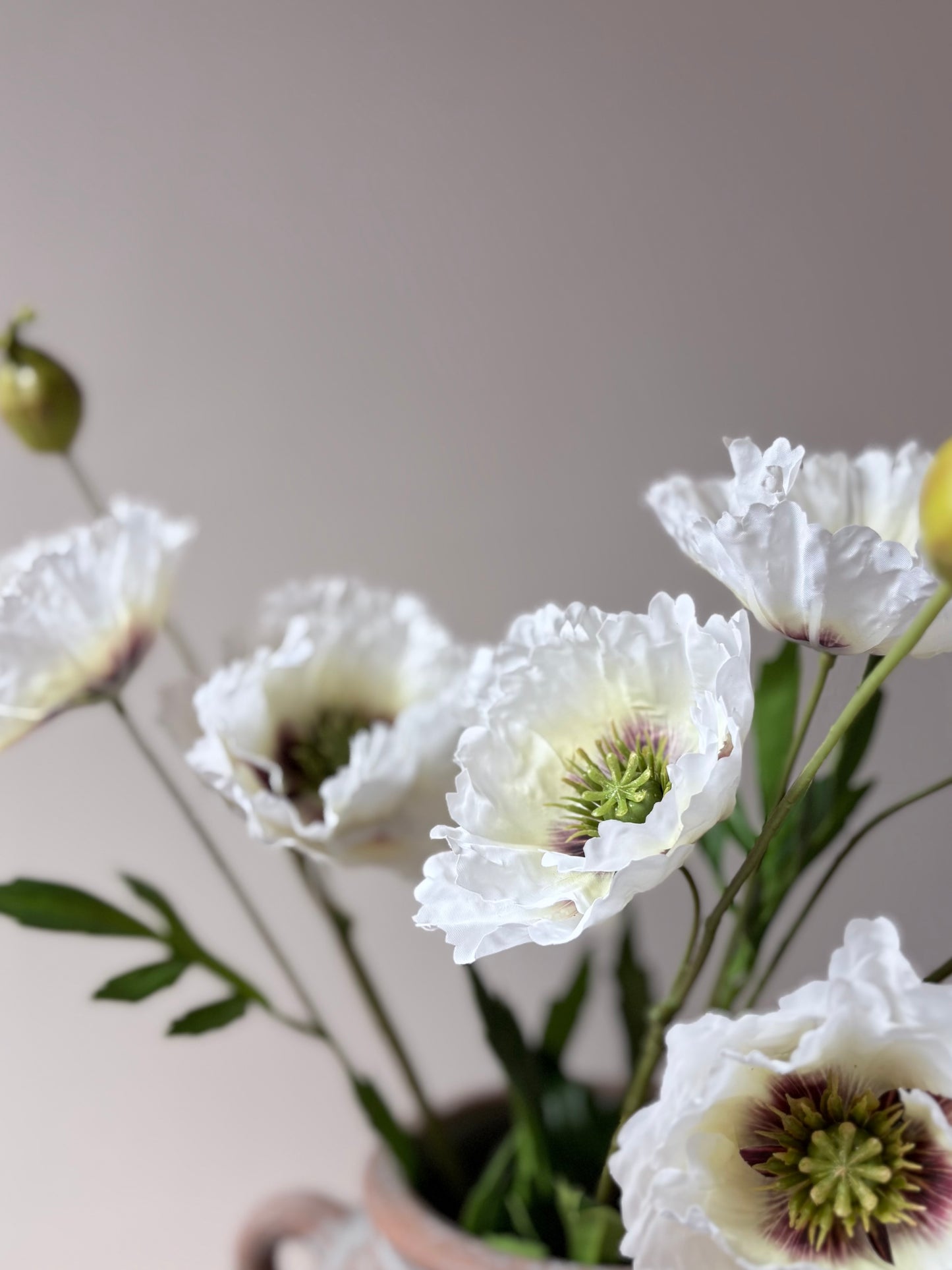 Country Poppy White- Aubergine
