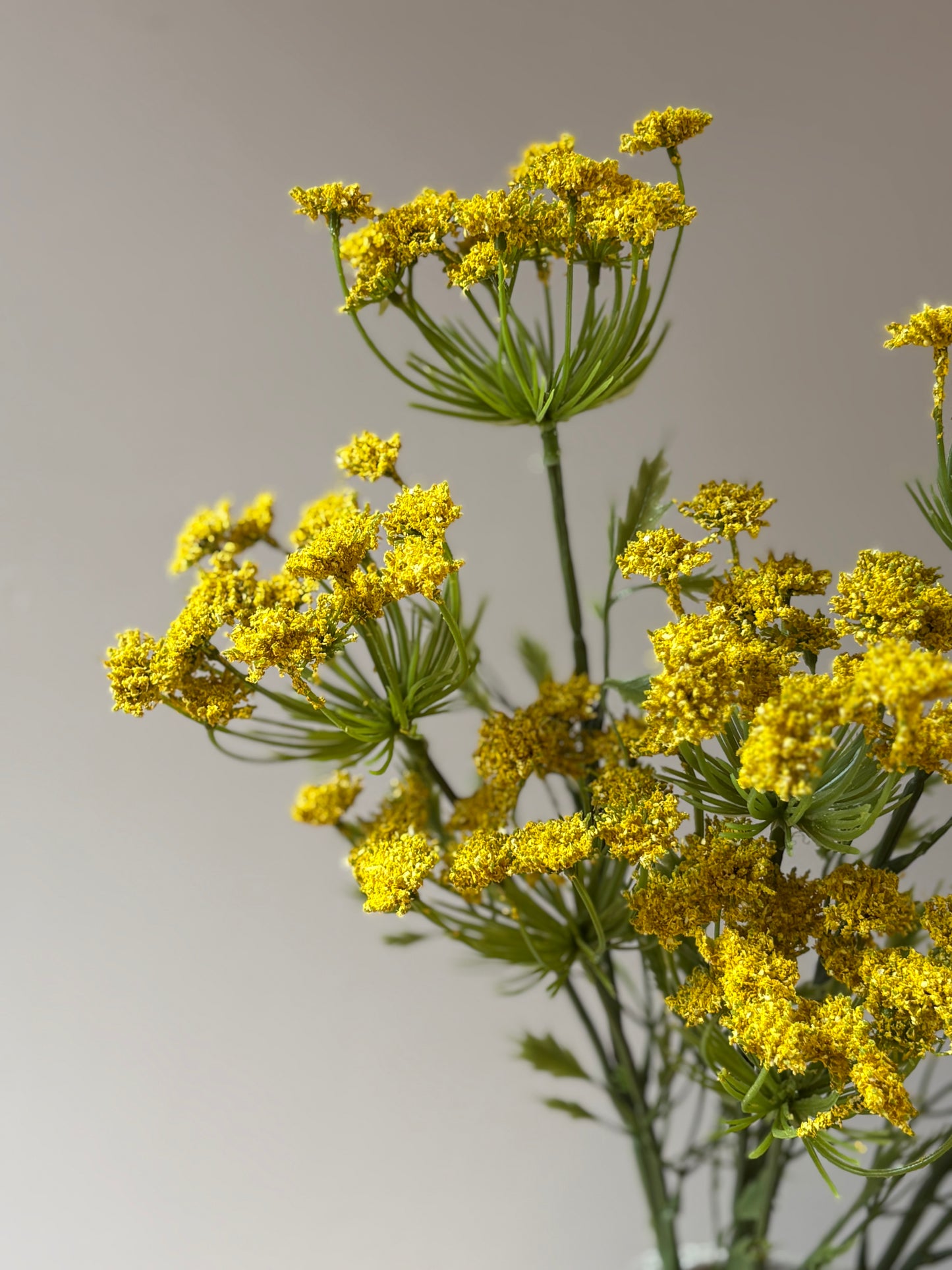 Cow Parsley Yellow