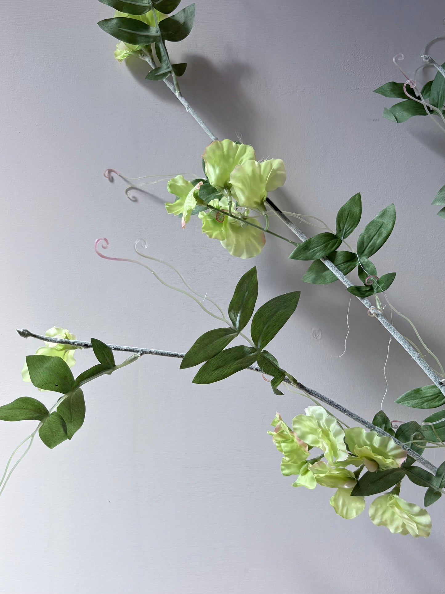 Wild Sweet Pea - Soft Lime