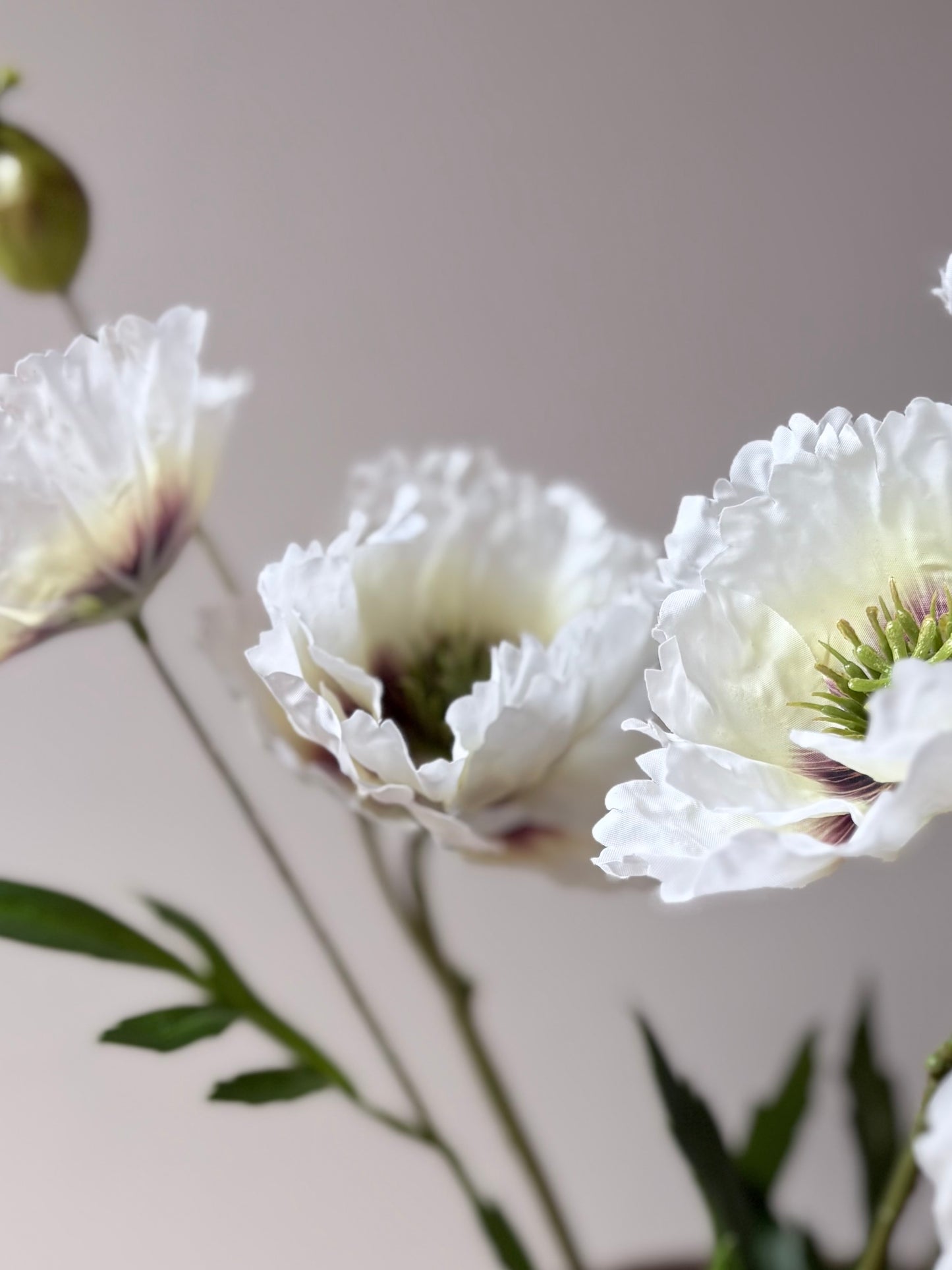 Country Poppy White- Aubergine