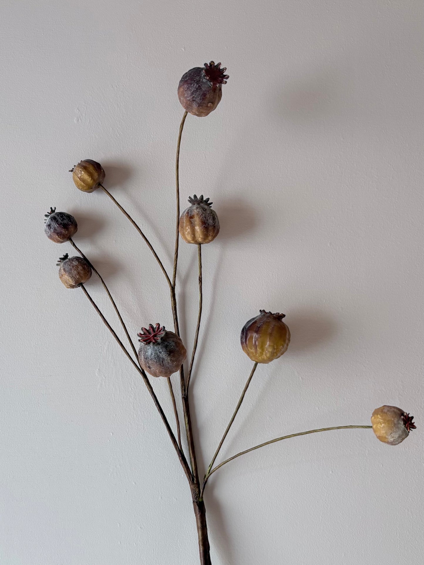 Poppy Seed Head - Brown