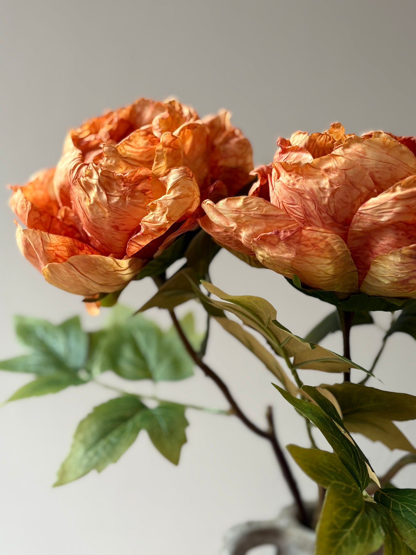 Single Closed Cup Peony in Rust Orange