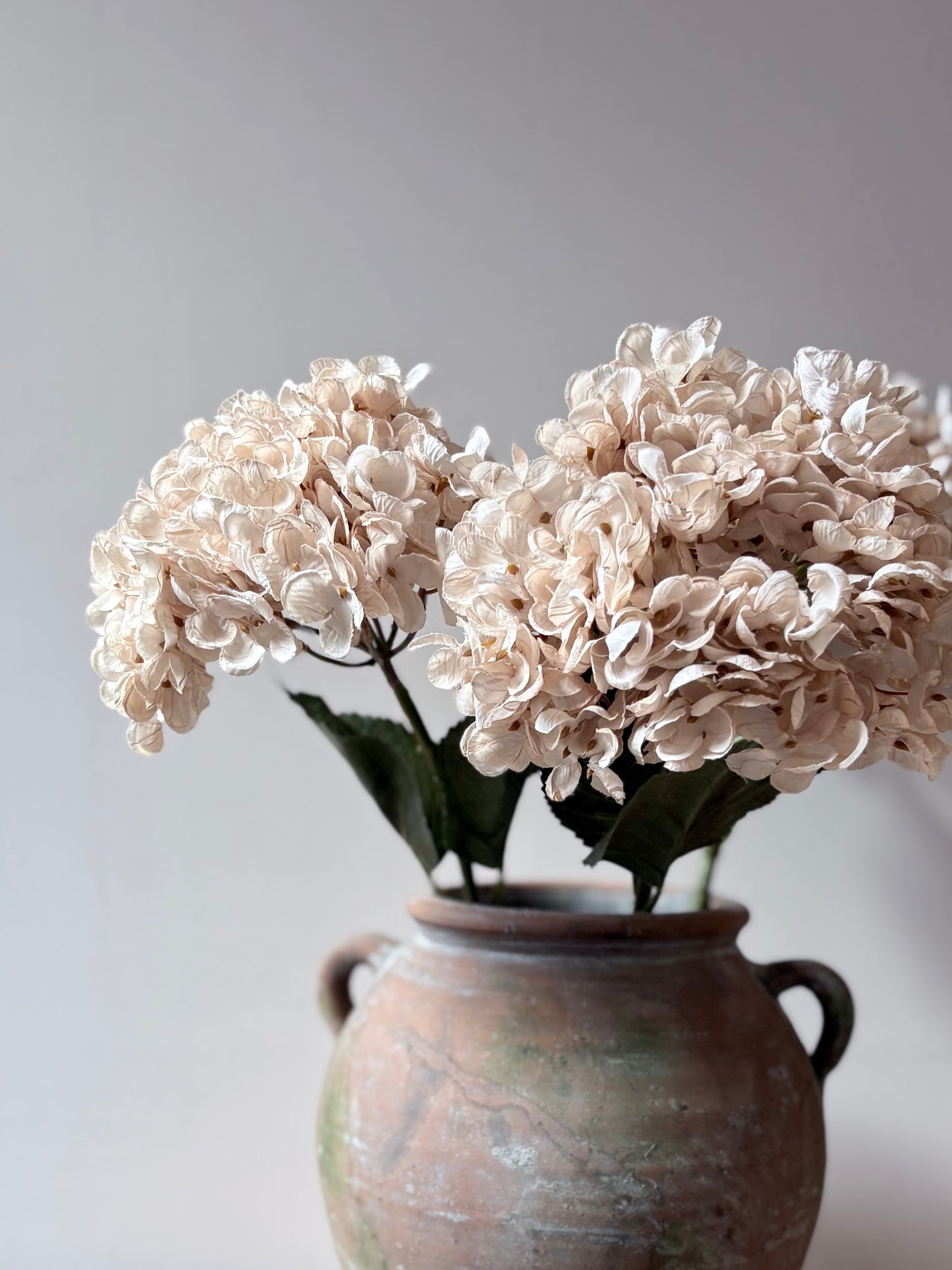 Cassandra Hydrangea Cream