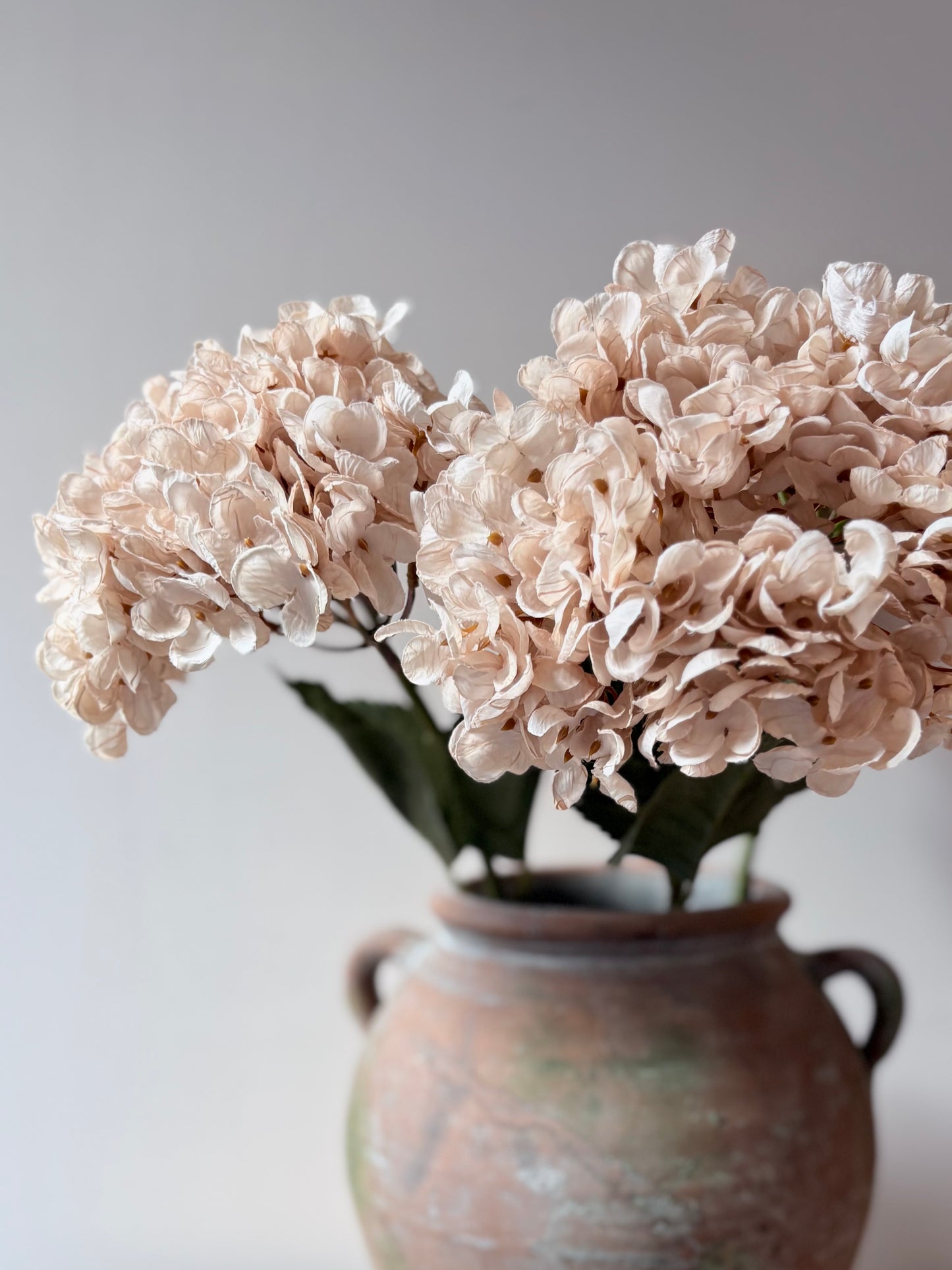 Cassandra Hydrangea Cream