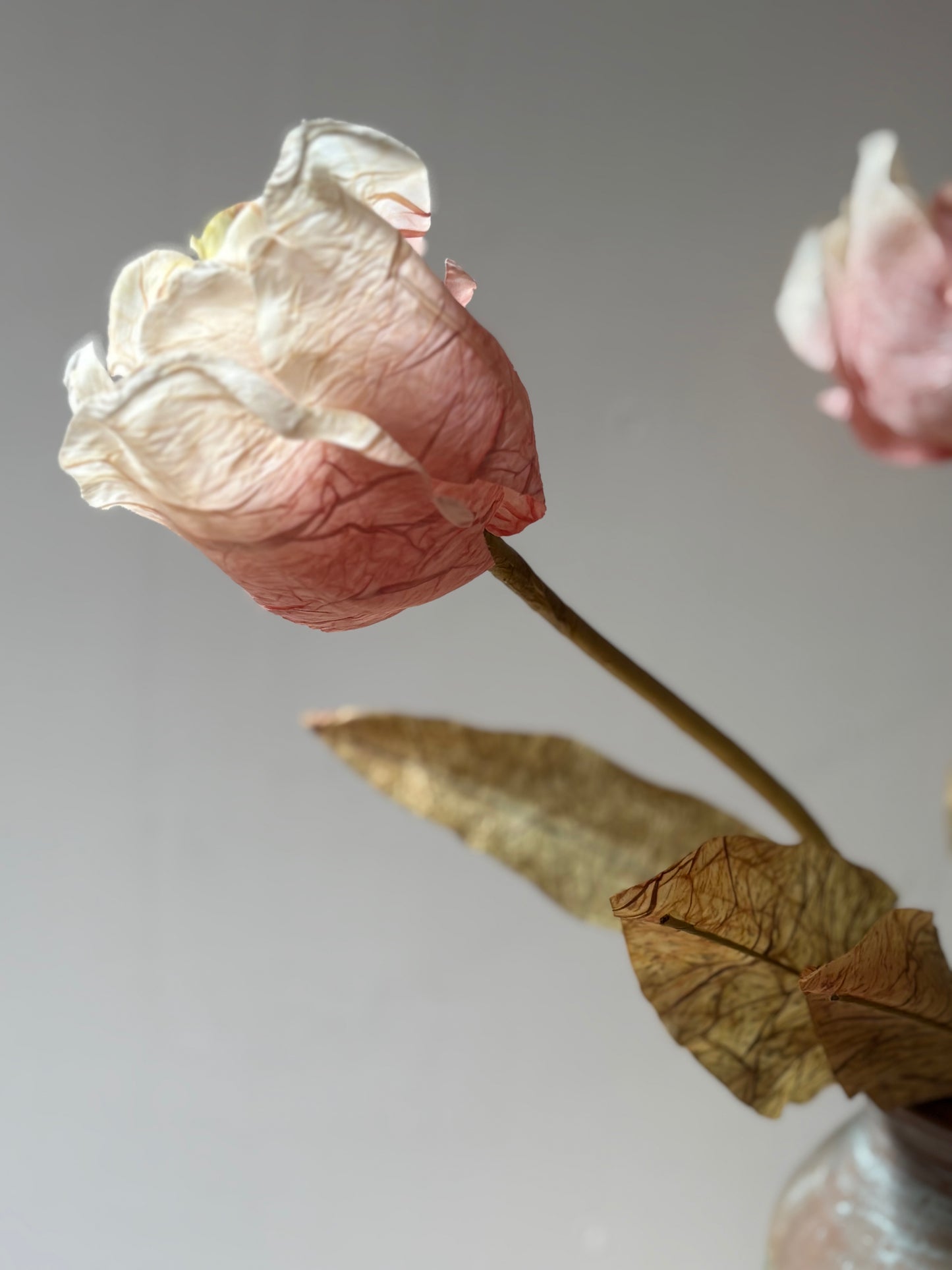 Dusty Pink Tulip