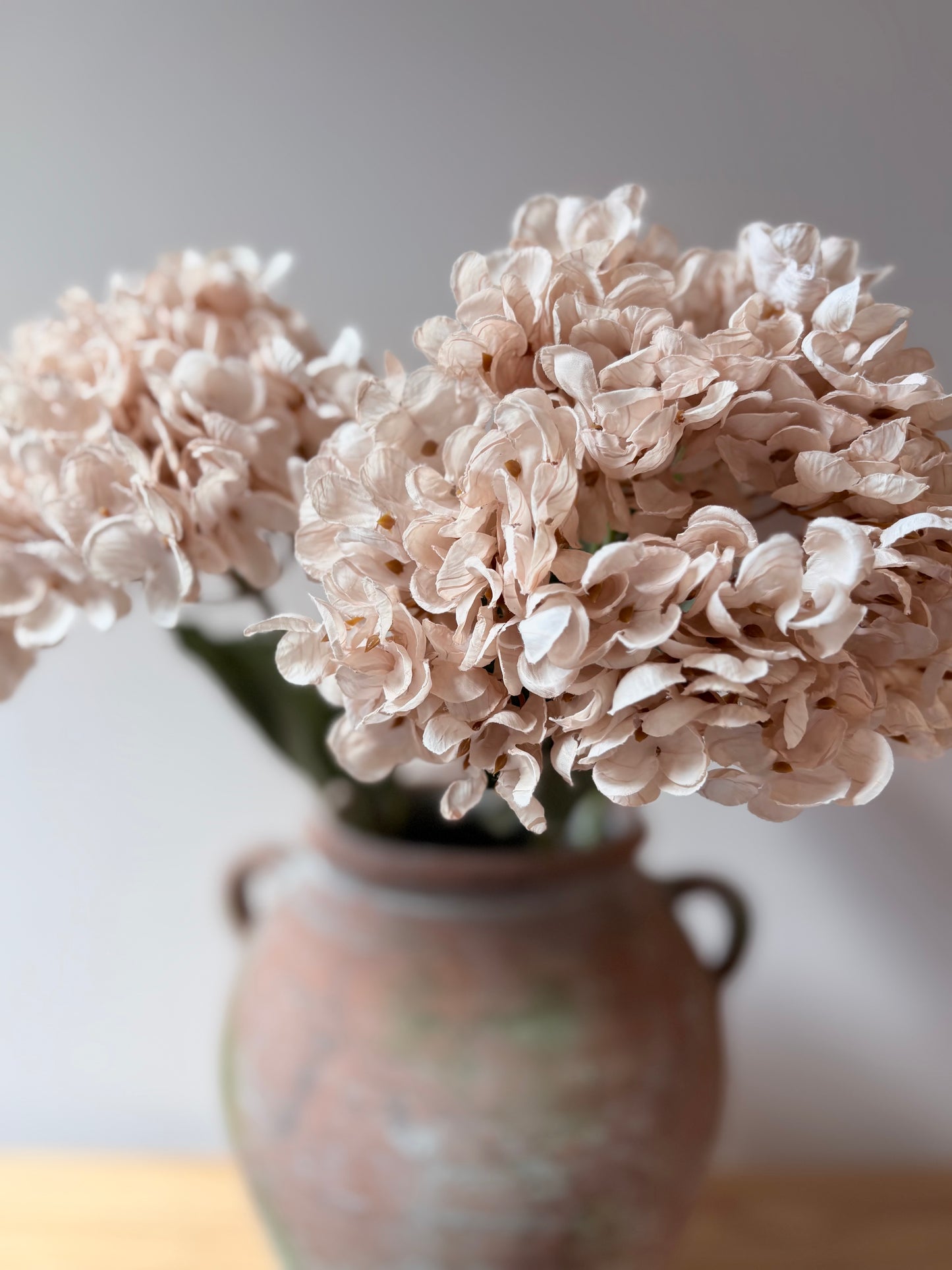 Cassandra Hydrangea Cream