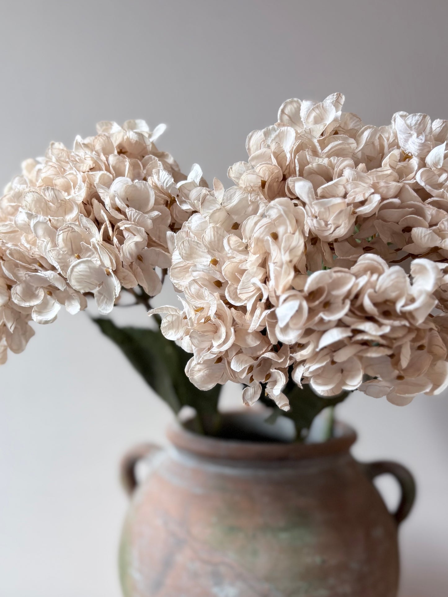 Cassandra Hydrangea Cream