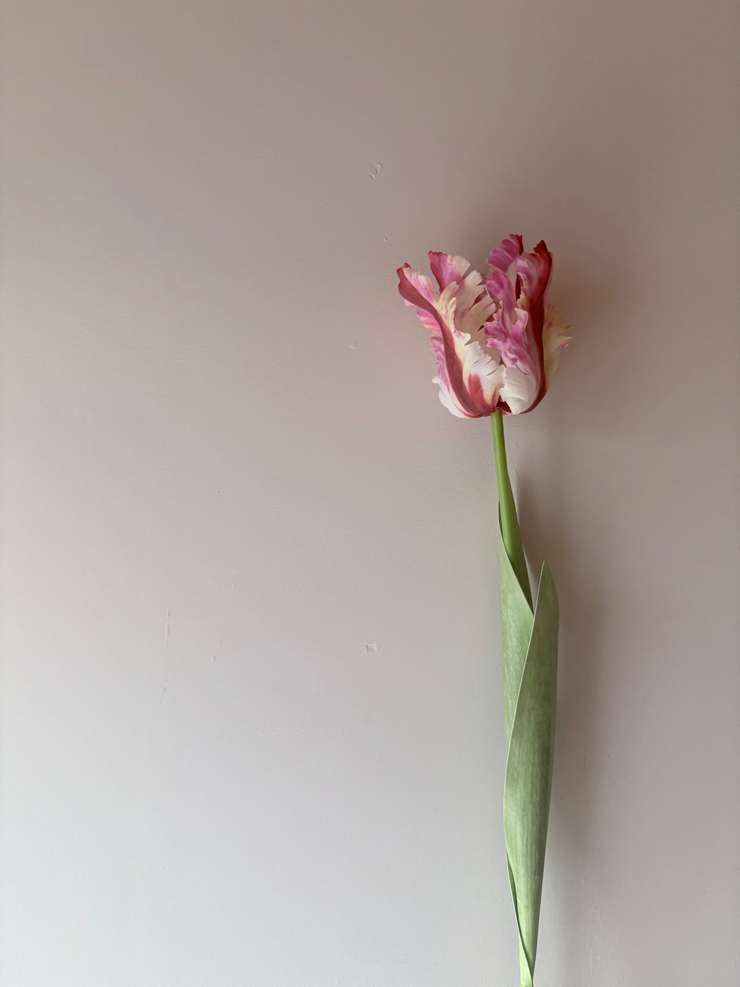 Parrot Tulip - Sorbet Ripple