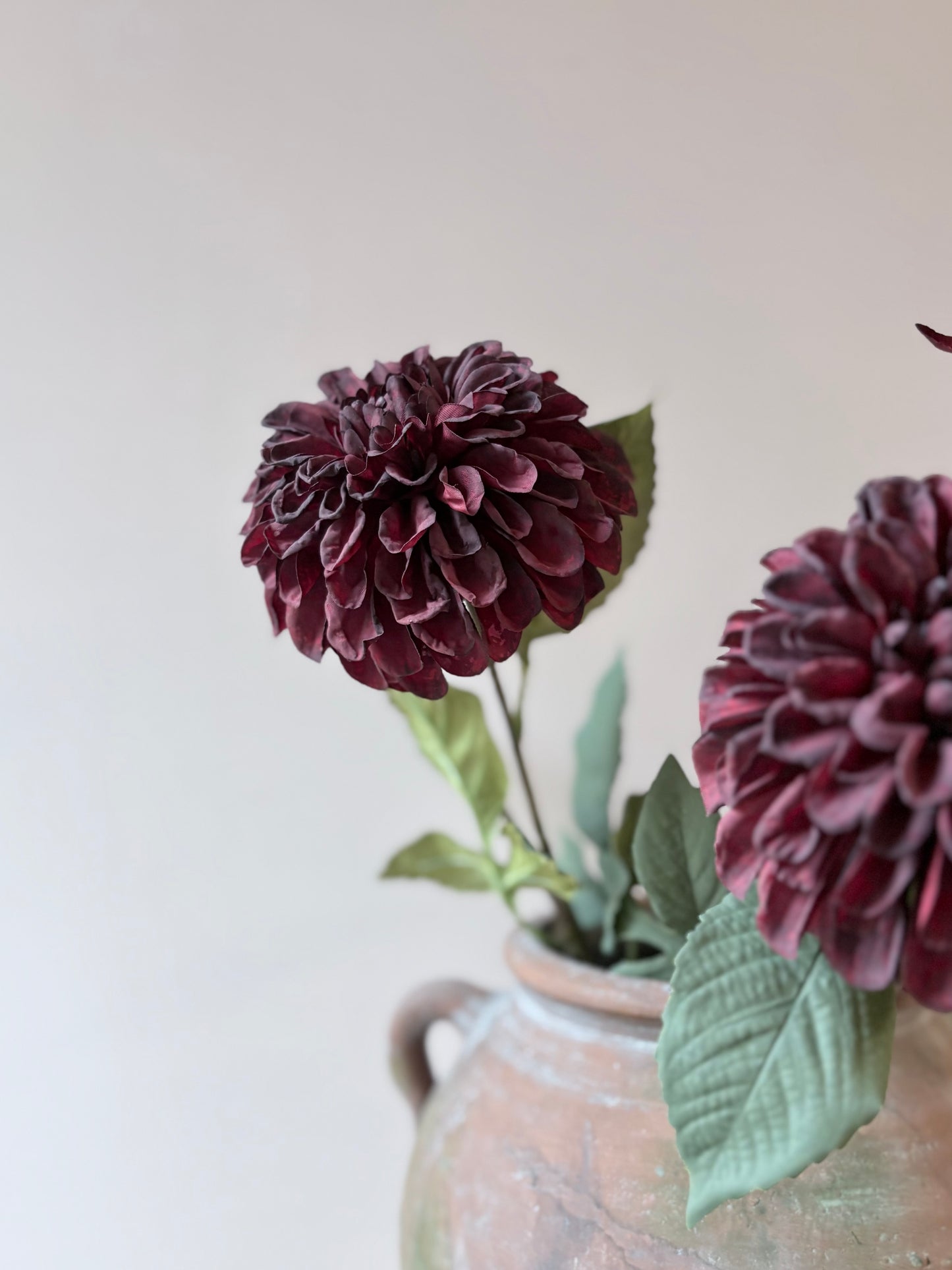 Pom Pom Dahlia Burgundy