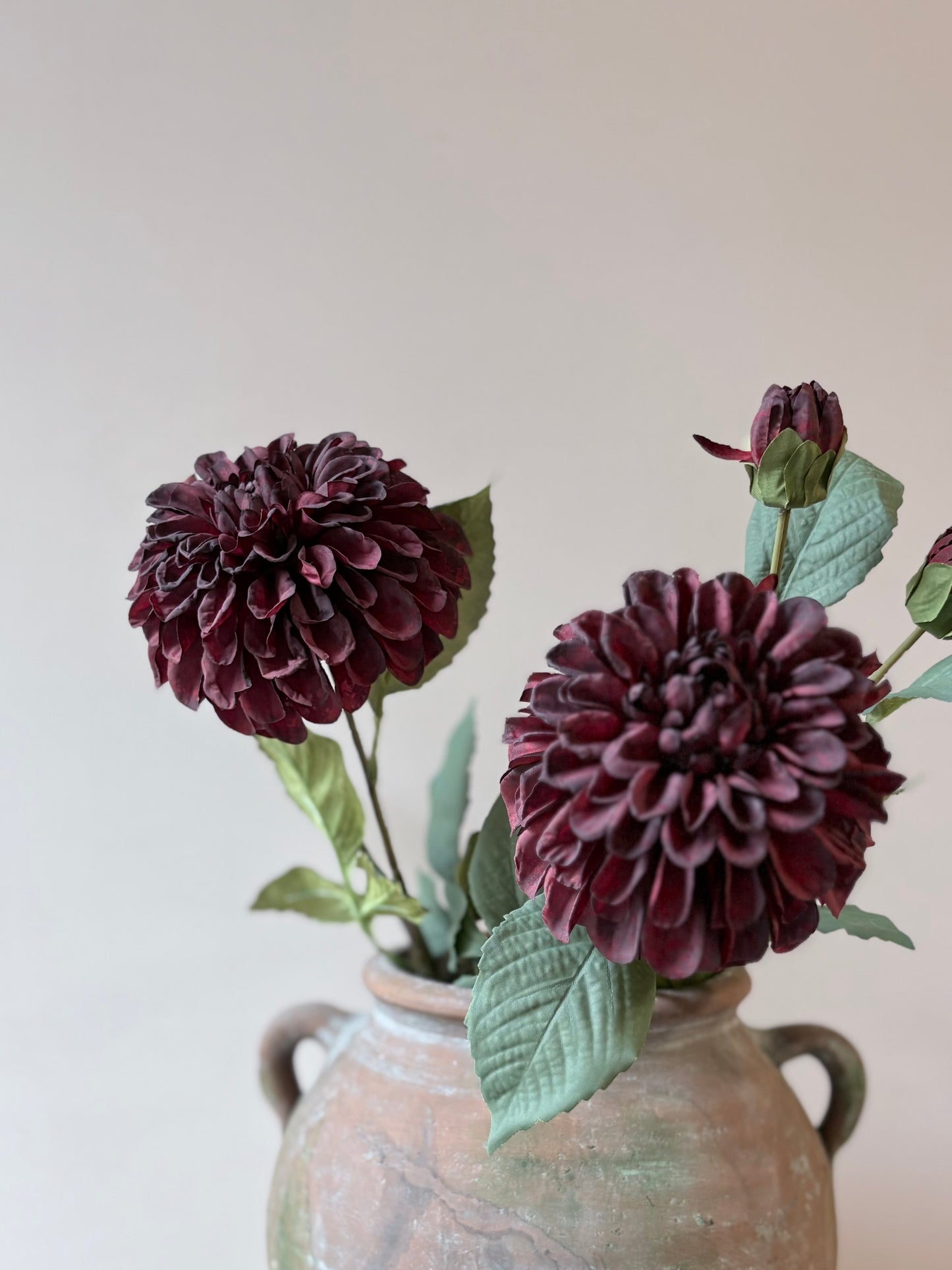Pom Pom Dahlia Burgundy