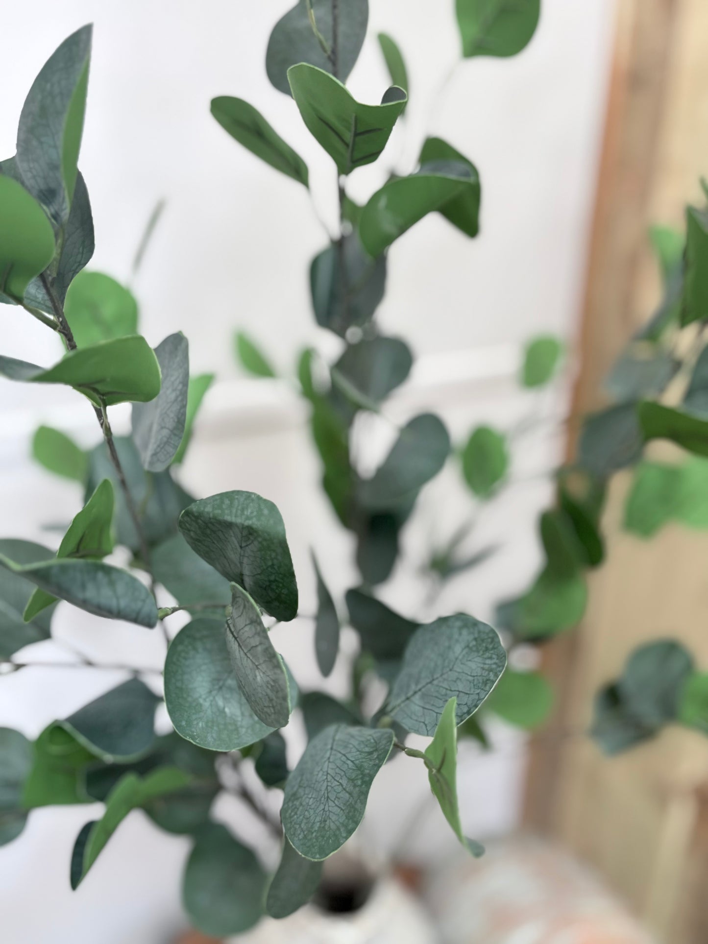 Eucalyptus Dollar Stem (large)