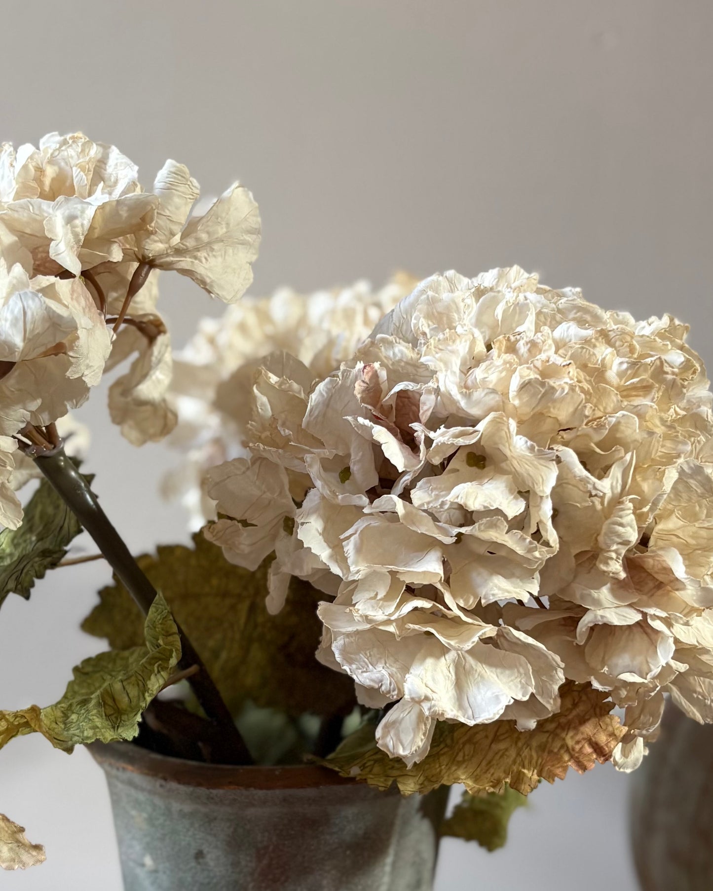 Vintage Hydrangea in Nude