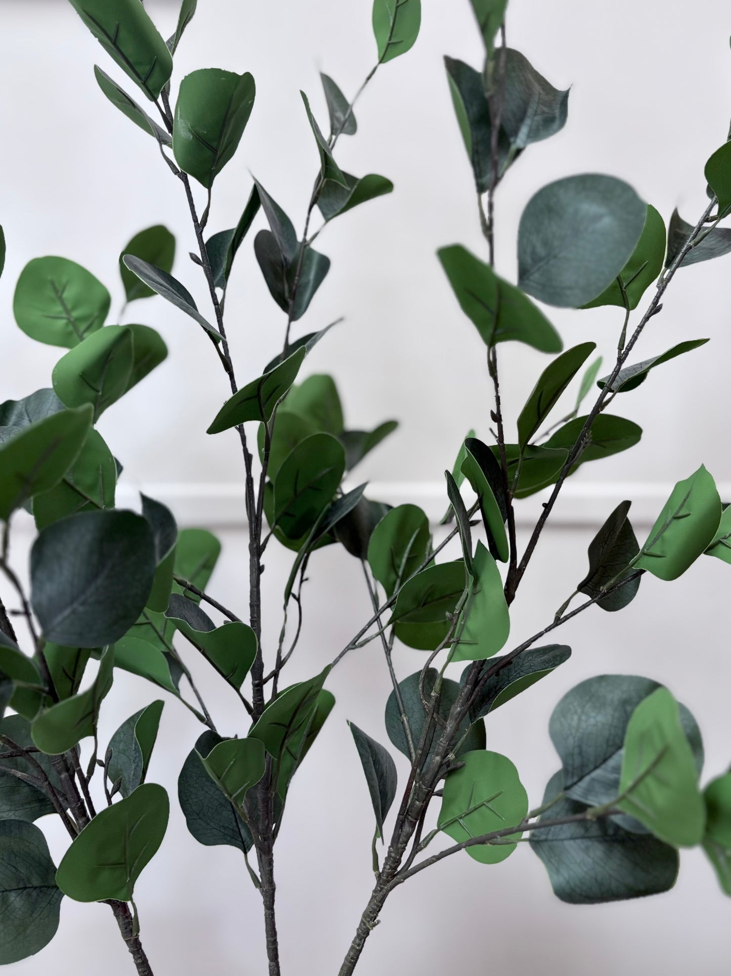 Eucalyptus Dollar Stem (large)