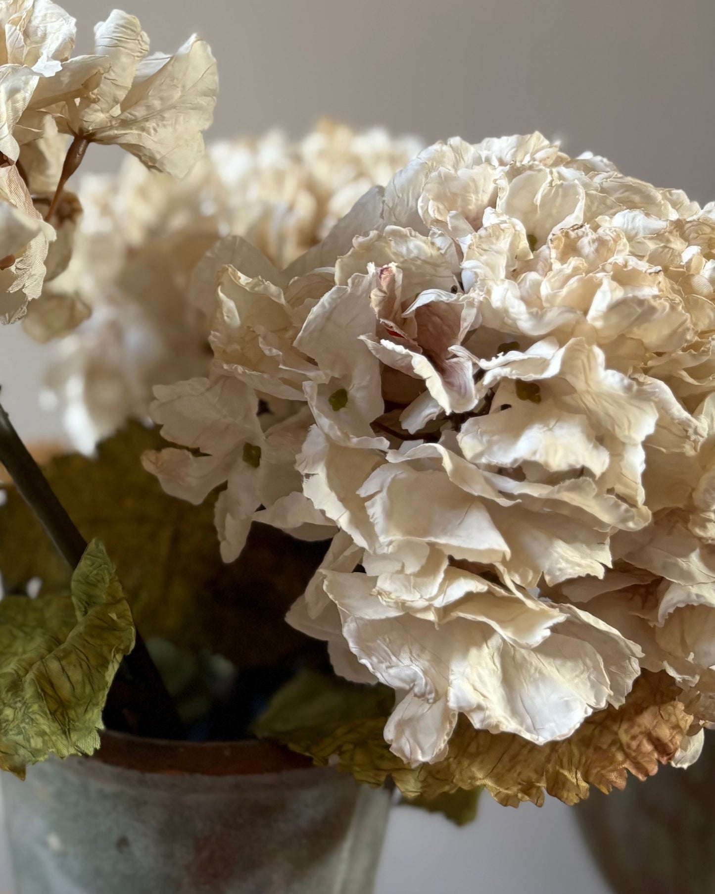 Vintage Hydrangea in Nude