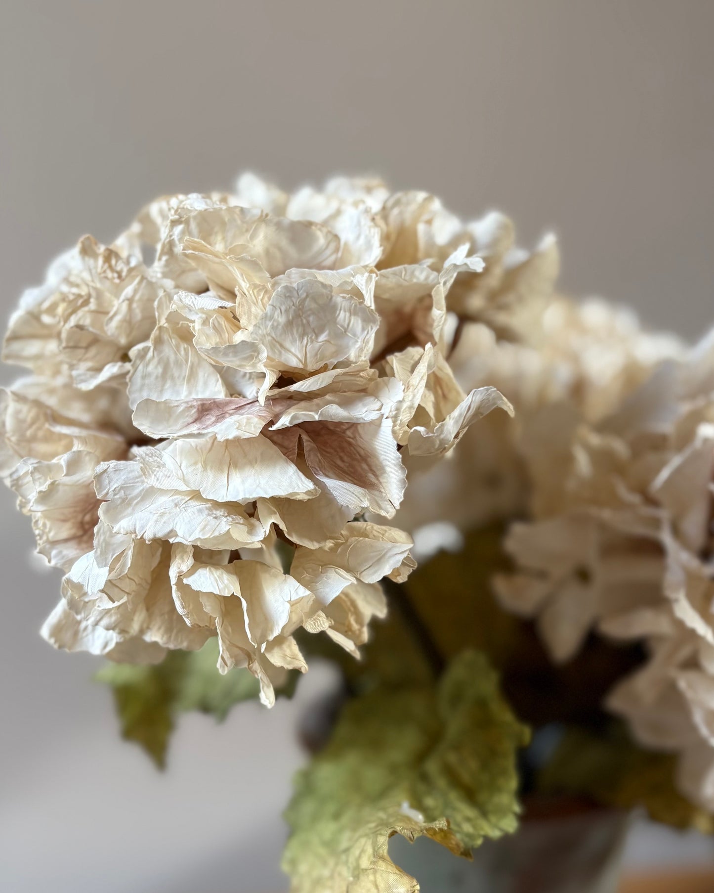 Vintage Hydrangea in Nude