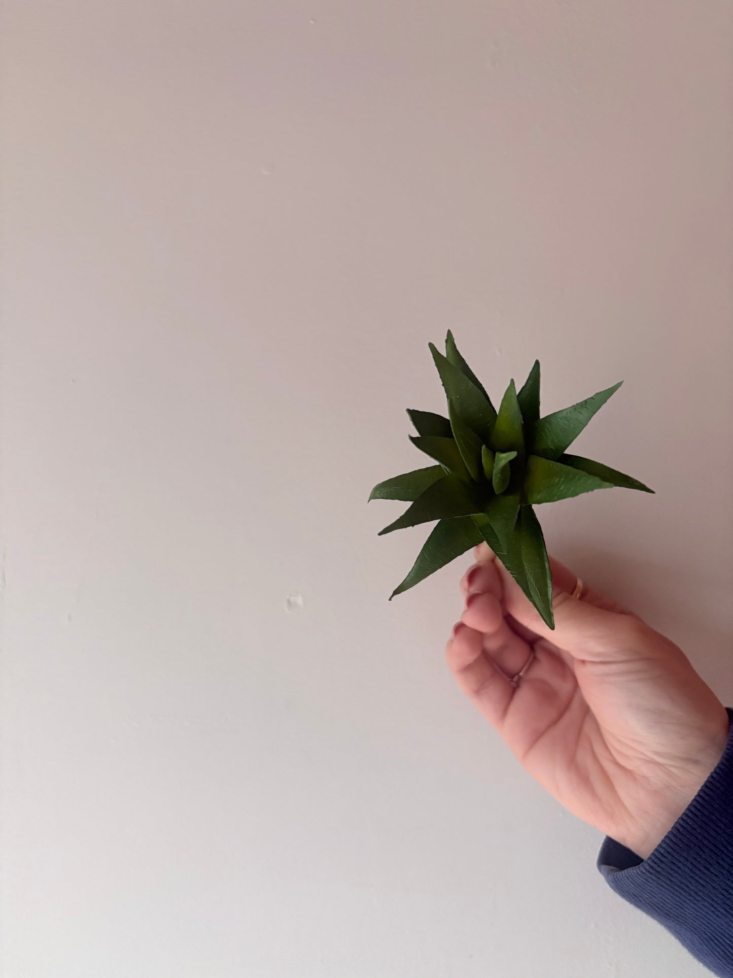 Aloe Vera Succulent