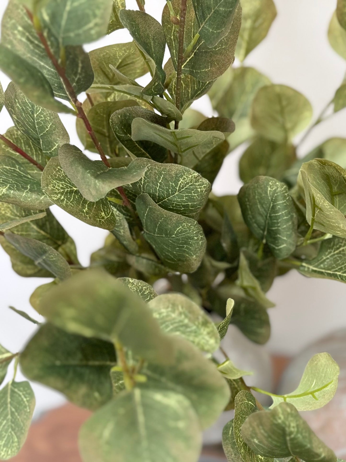 Eucalyptus Bunch (Green/Brown)