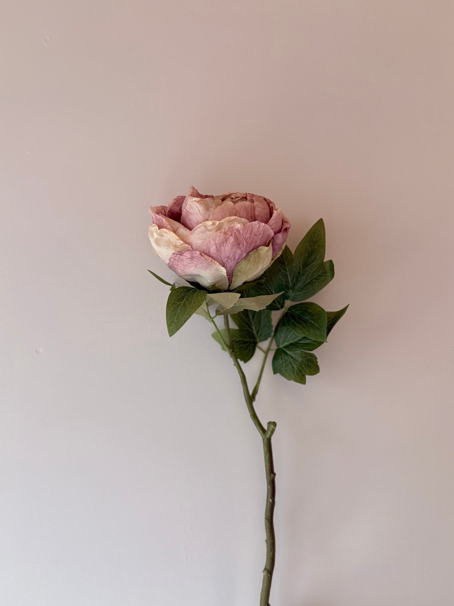 Single Closed Cup Peony - Dusky Pink