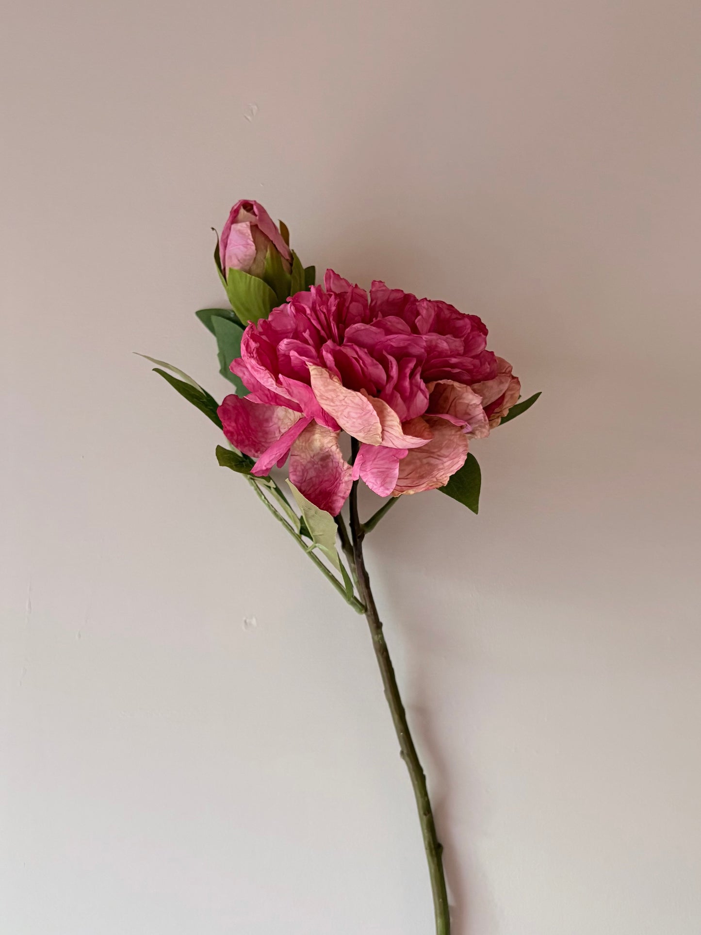 Full Bloom Peony - Cerise Pink