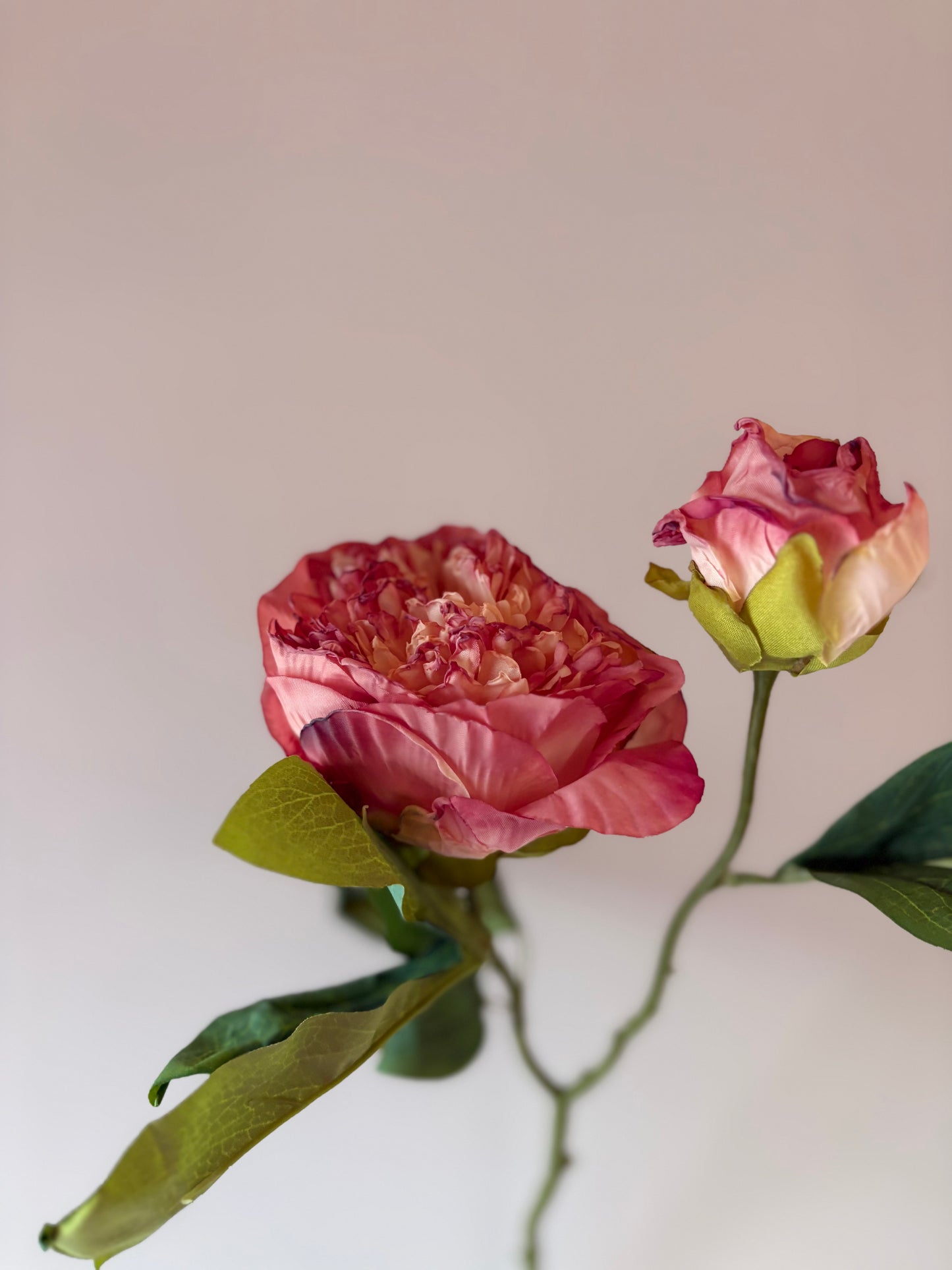 Double Stem Peony in Raspberry Ripple
