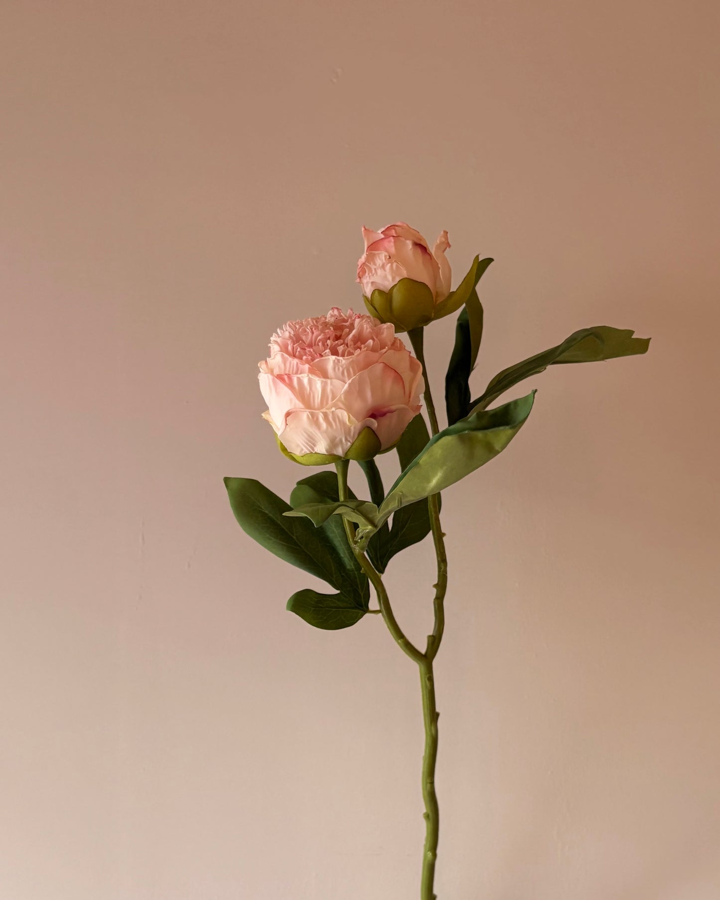 Double Stem Peony - Soft Pink