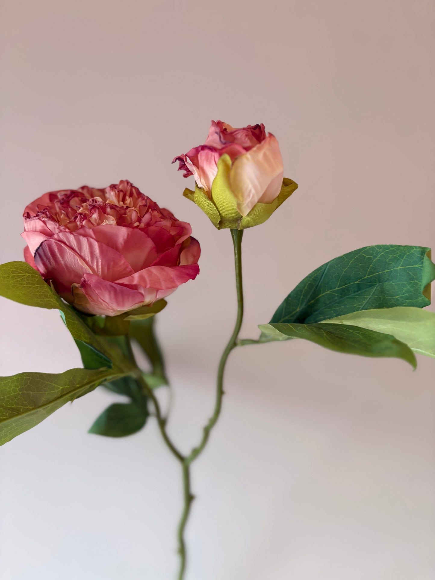 Double Stem Peony in Raspberry Ripple