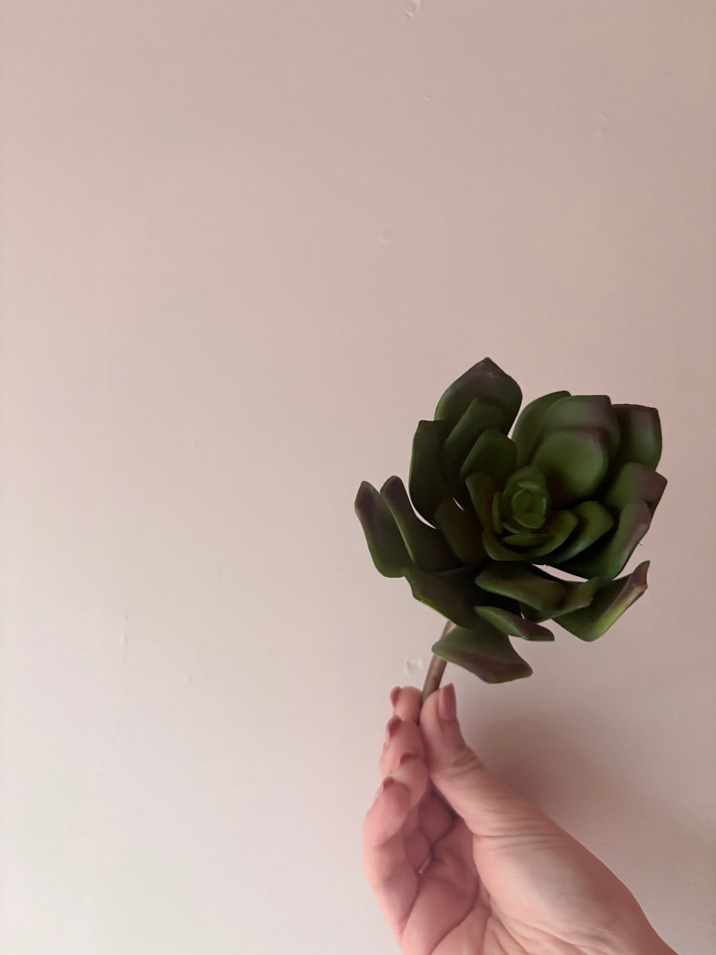 Rounded Succulent