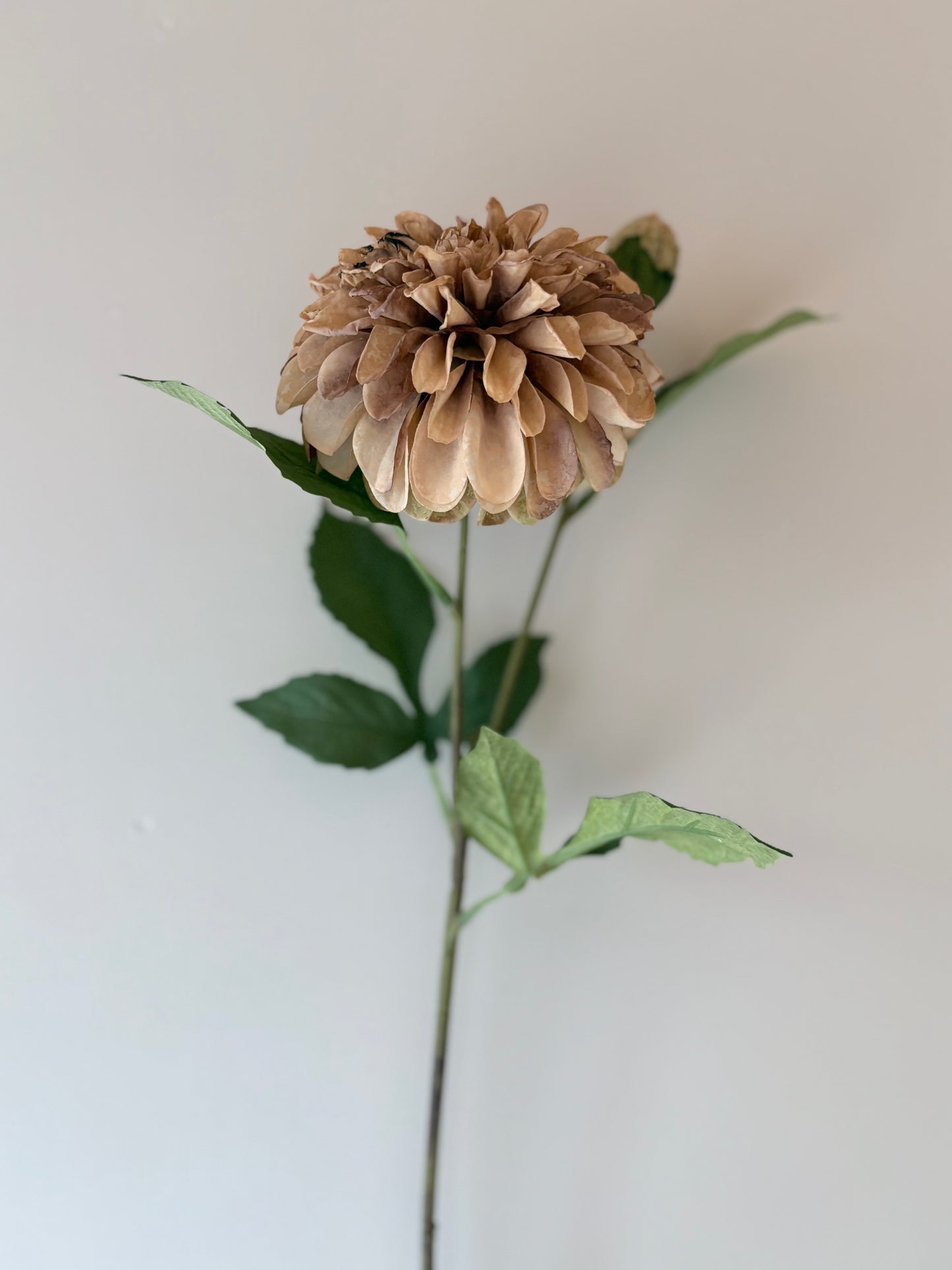 Pom Pom Dahlia Latte
