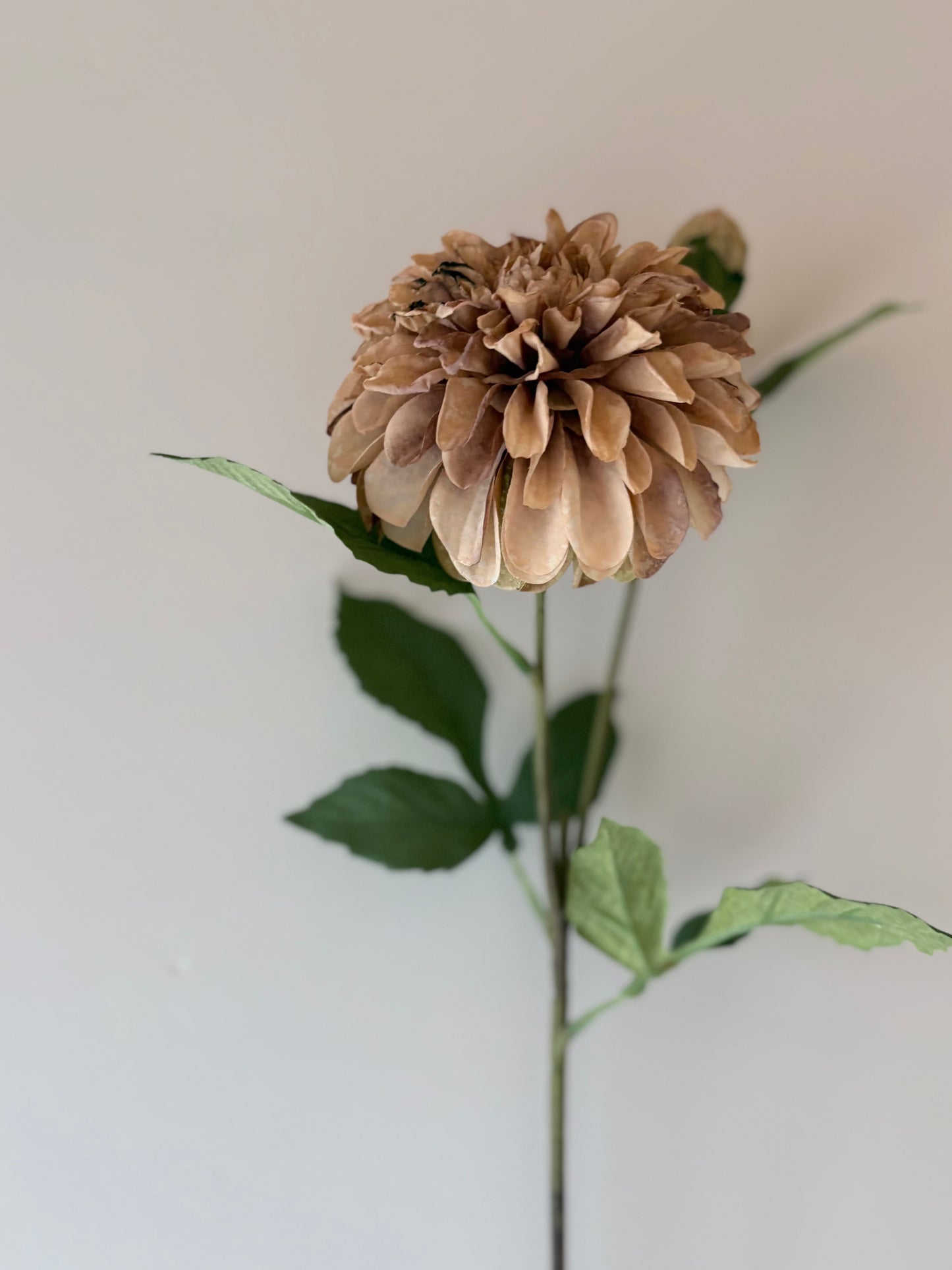 Pom Pom Dahlia Latte