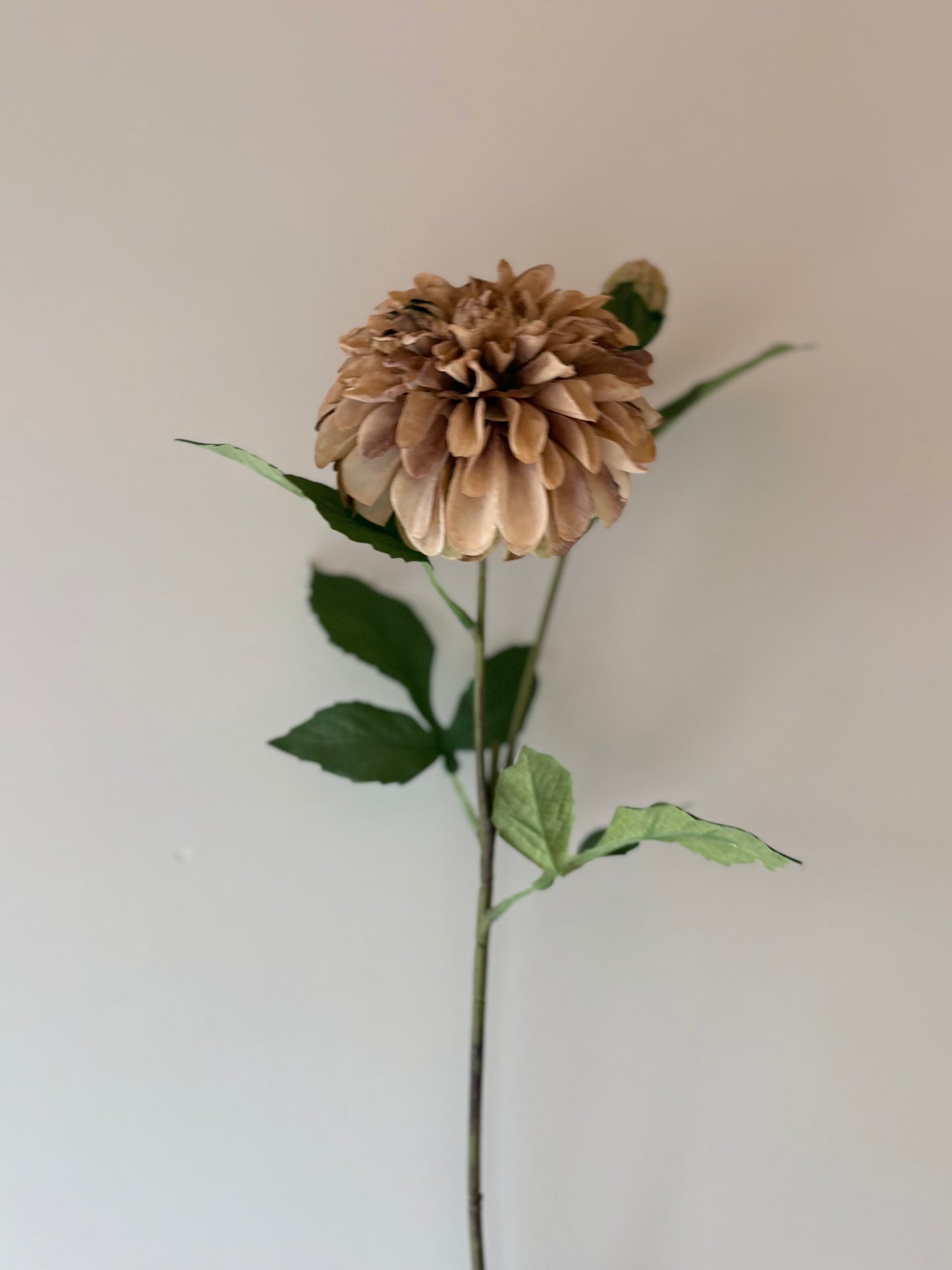 Pom Pom Dahlia Latte