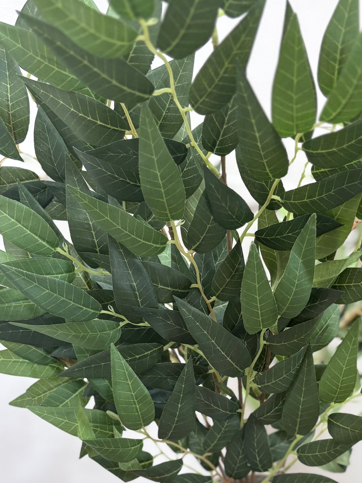 Green Ruscus Stem