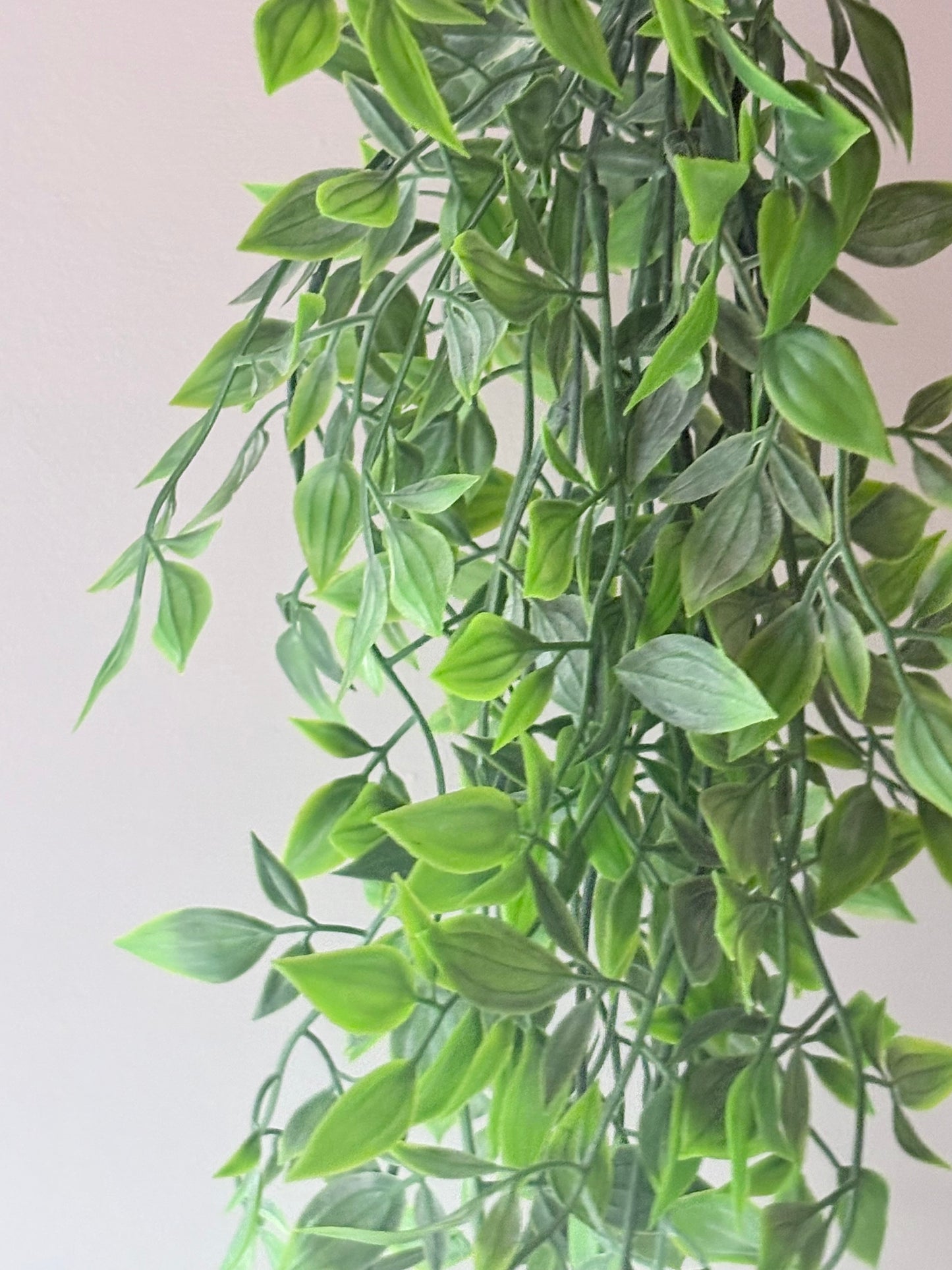 Trailing Ruscus Plant