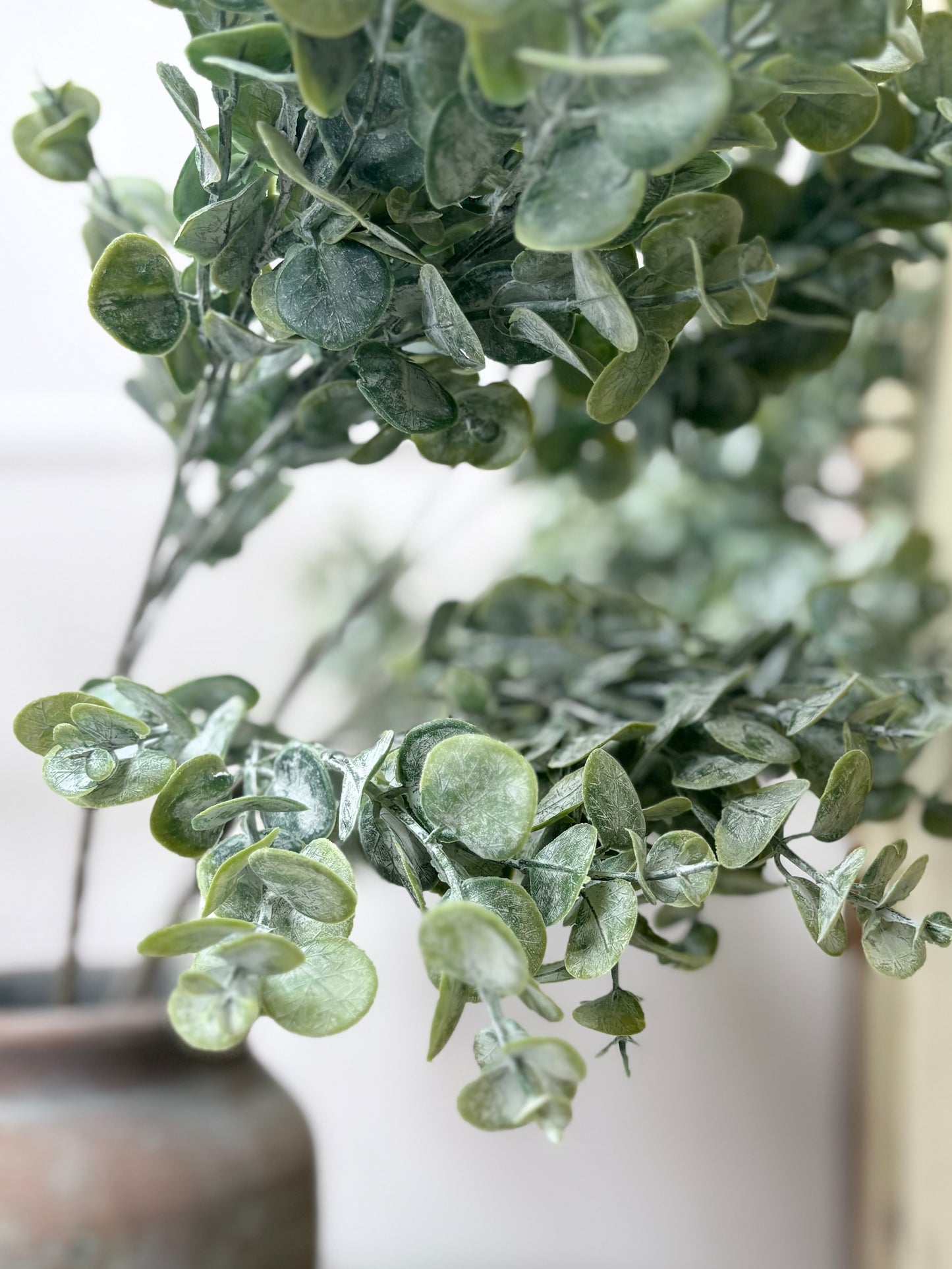 Gum Drop Eucalyptus Stem