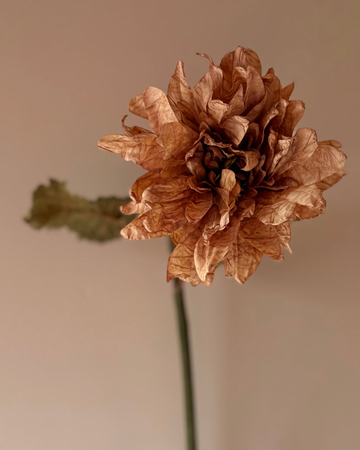 Vintage Dahlia in Latte
