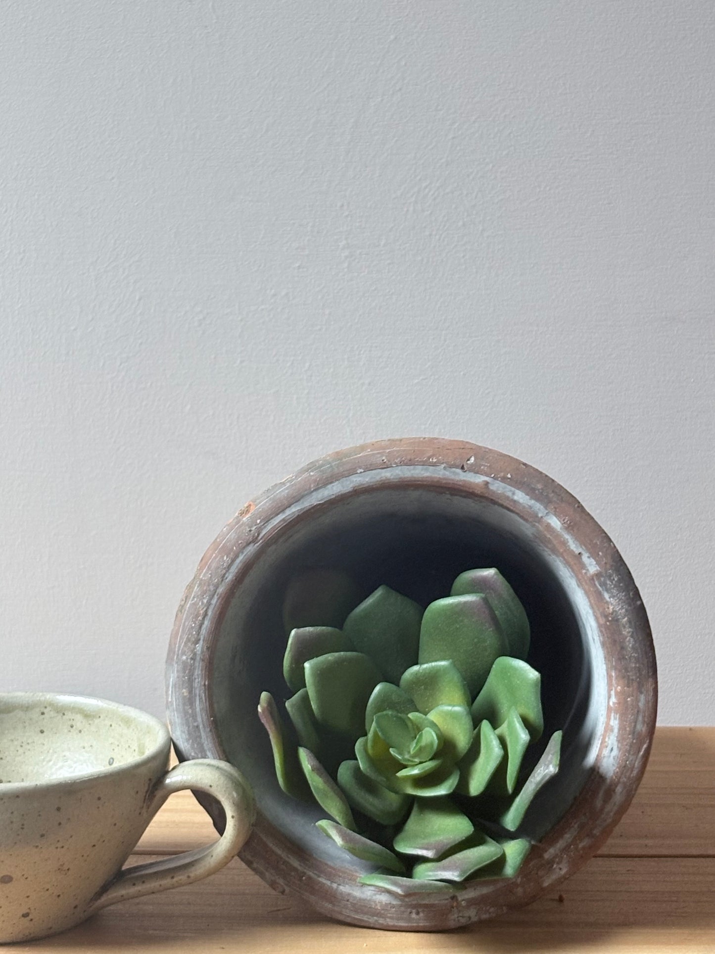 Rounded Succulent