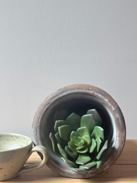 Rounded Succulent