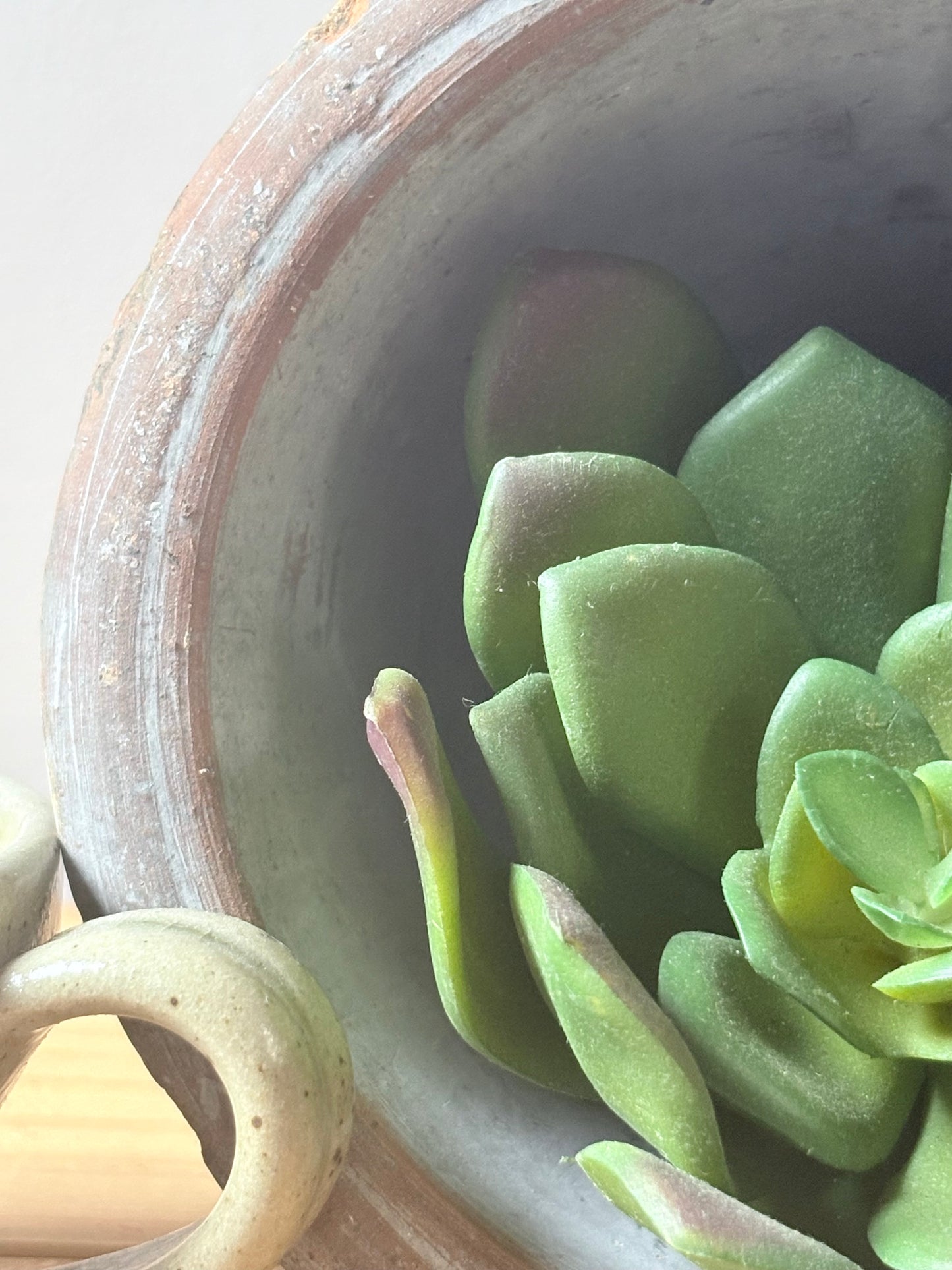 Rounded Succulent