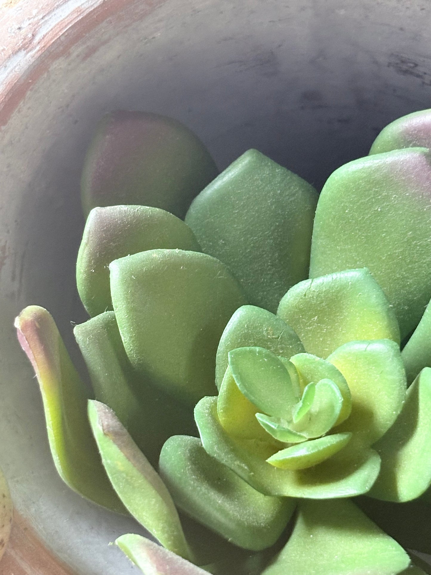 Rounded Succulent
