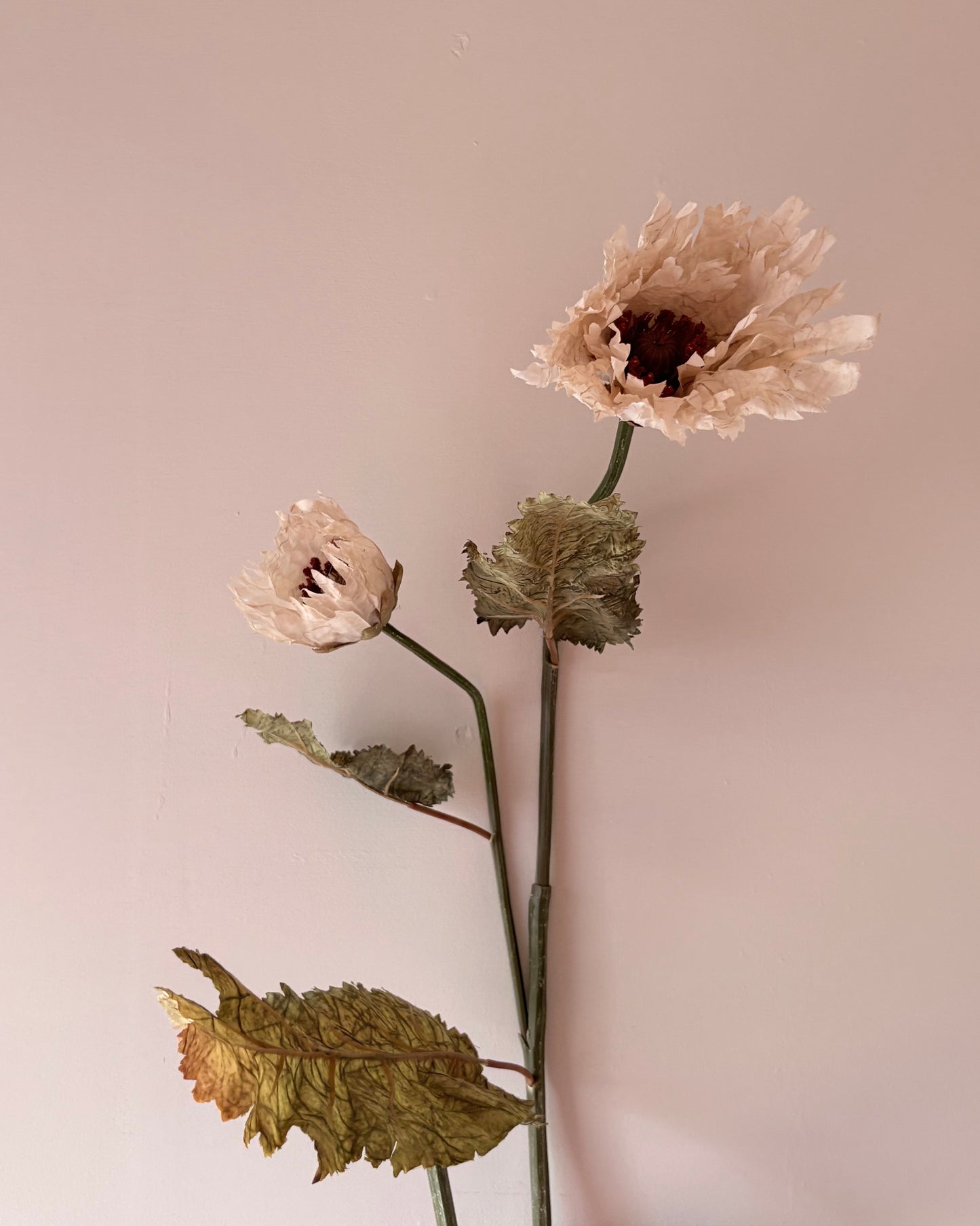 Vintage Poppy in Nude