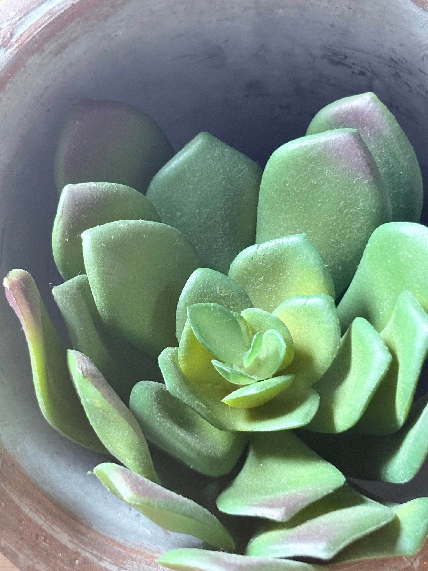 Rounded Succulent