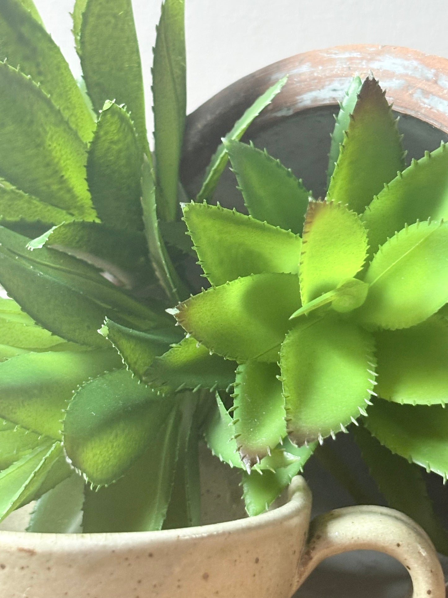 Spikey Succulent