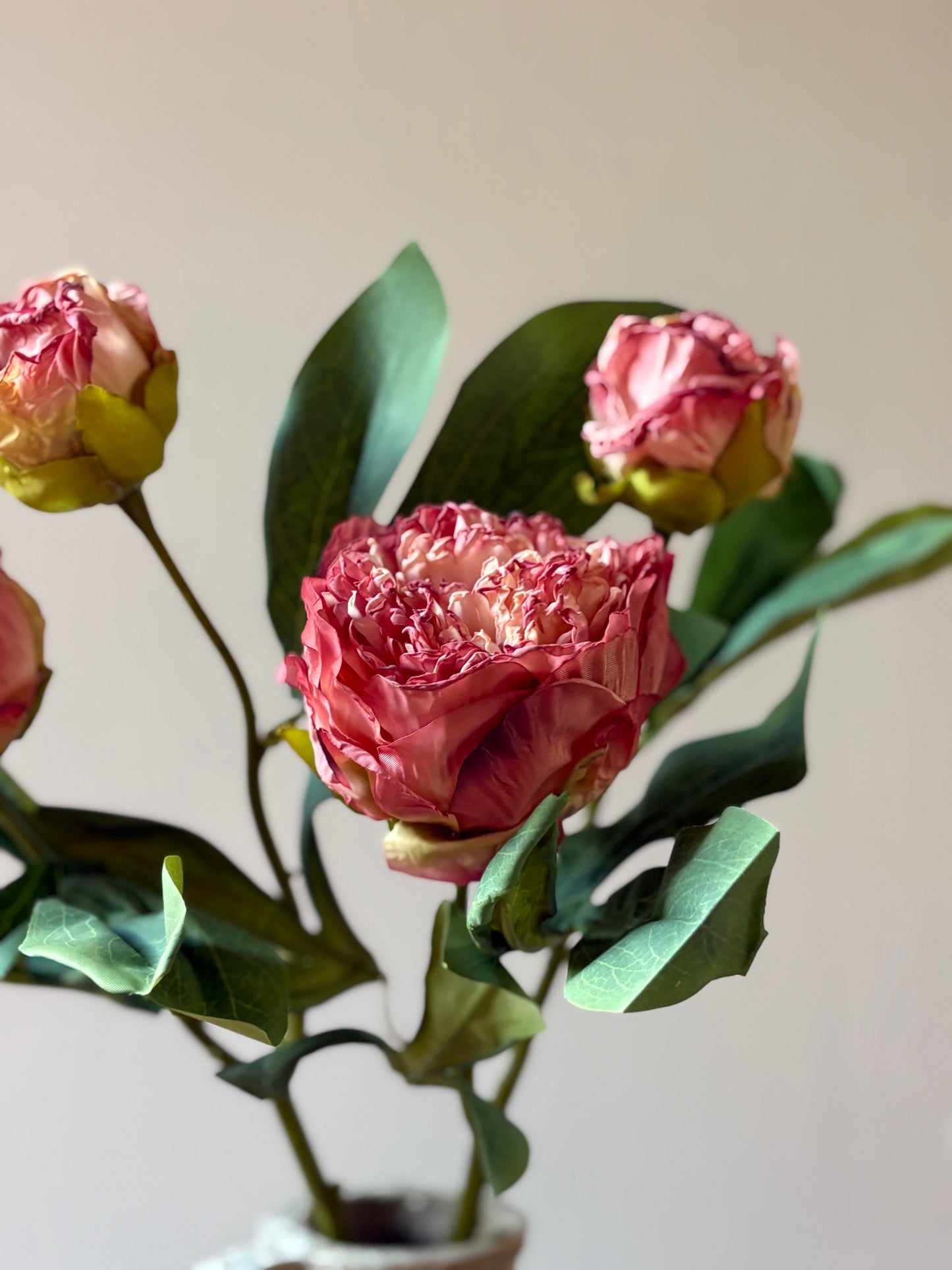 Double Stem Peony in Raspberry Ripple